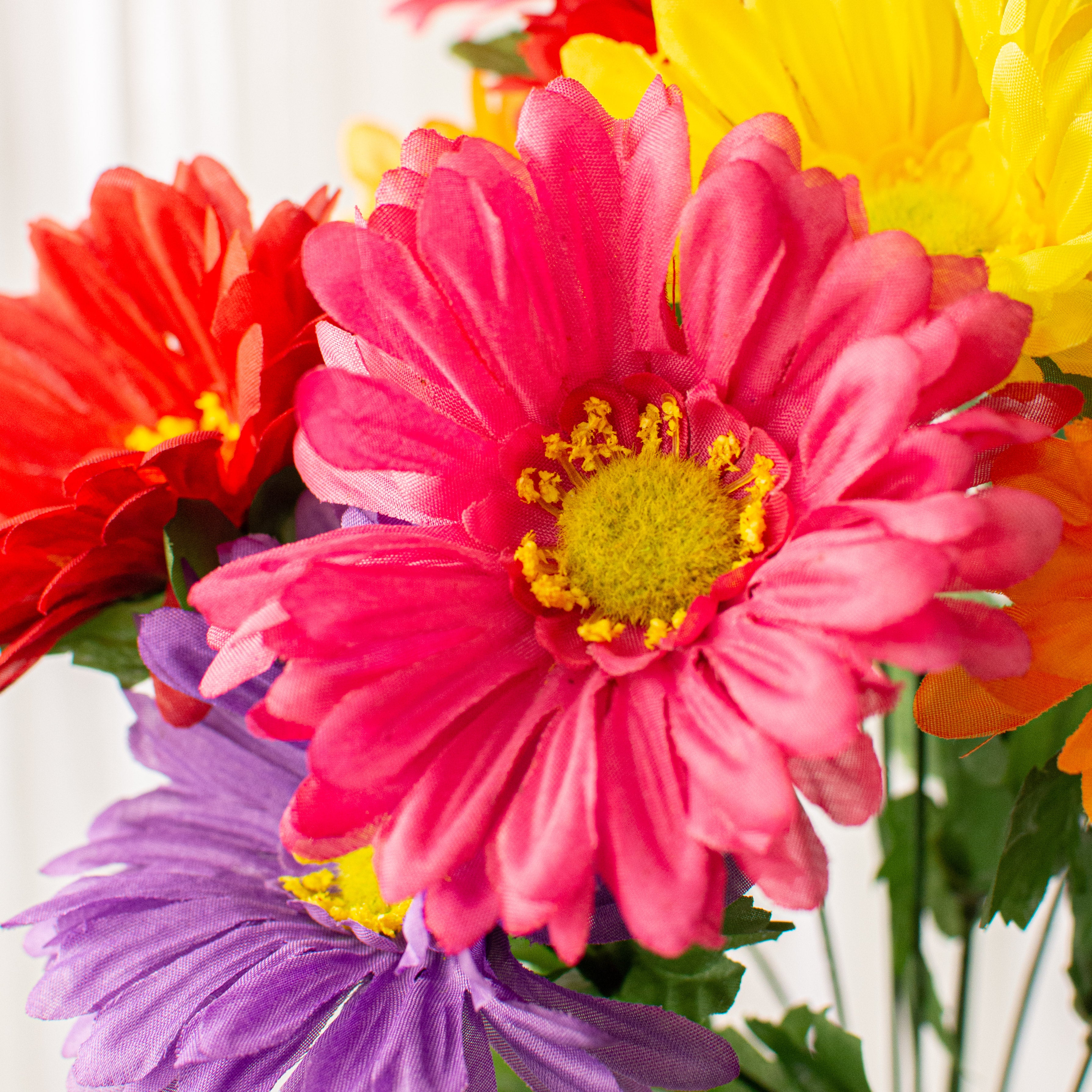 19" Gerber Daisy Bush: Red, Purple, Yellow, Pink Lifestyle Photo