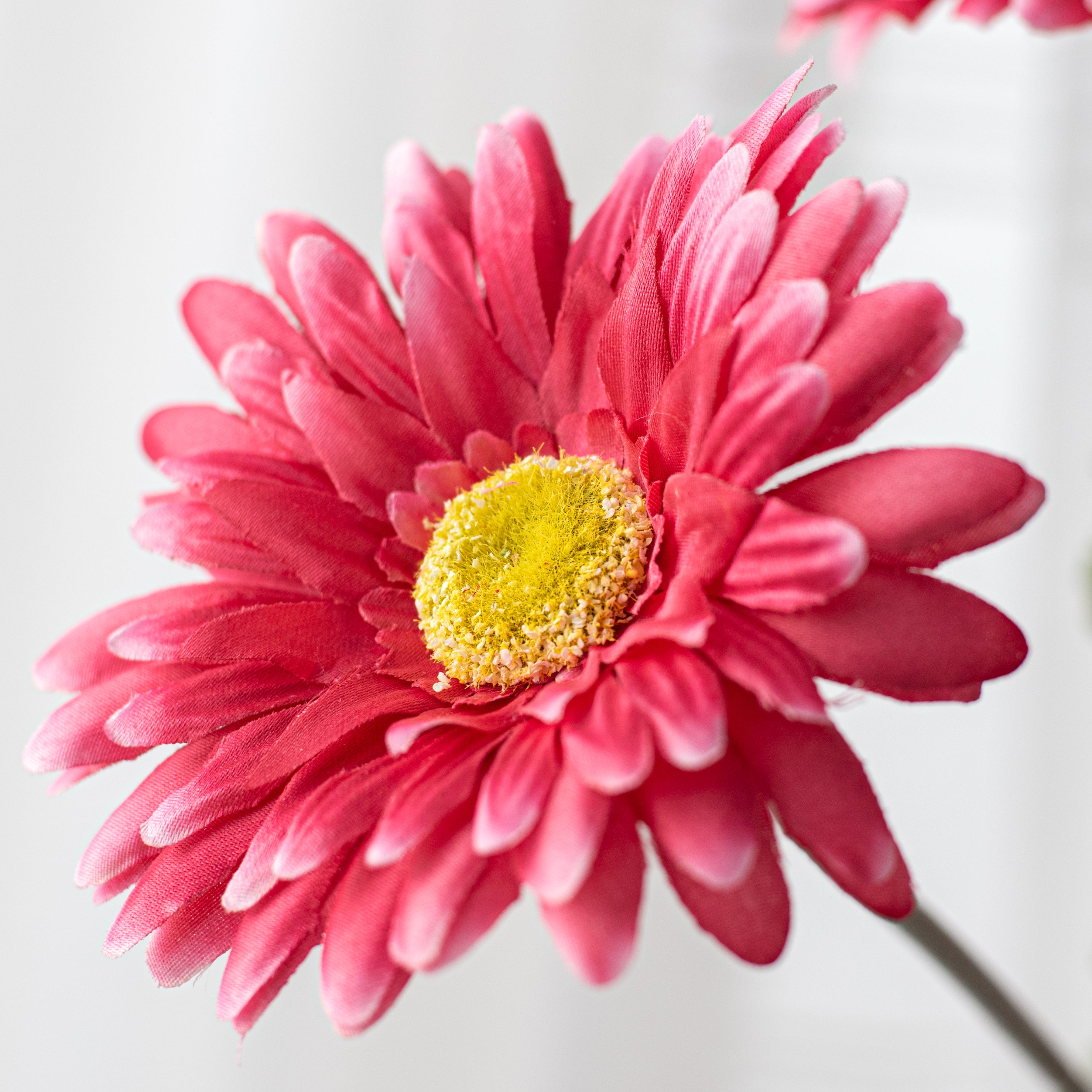17" Gerbera Daisy Bush: Fuchsia Pink Lifestyle Photo