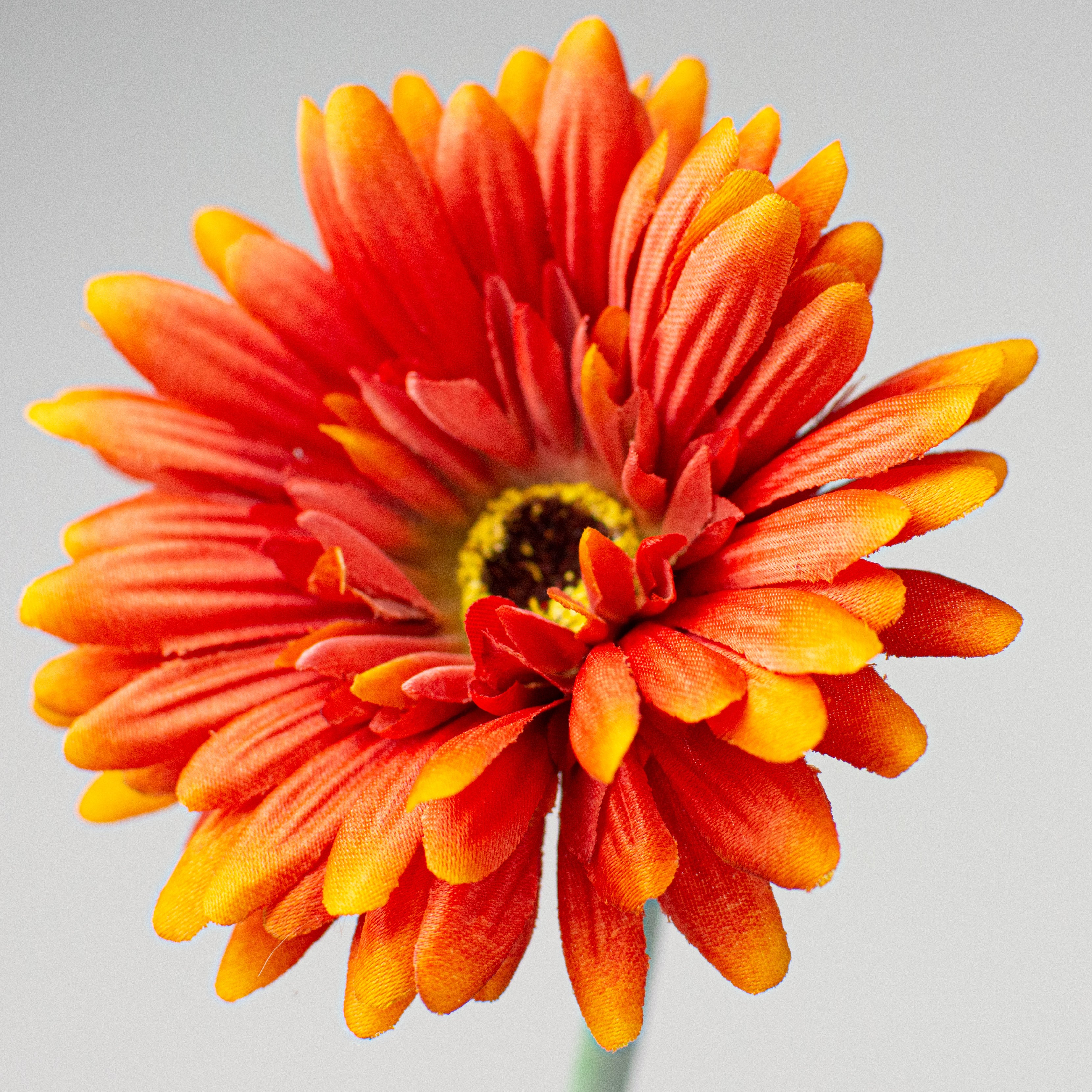 22" Gerbera Daisy Stem: Orange Lifestyle Photo