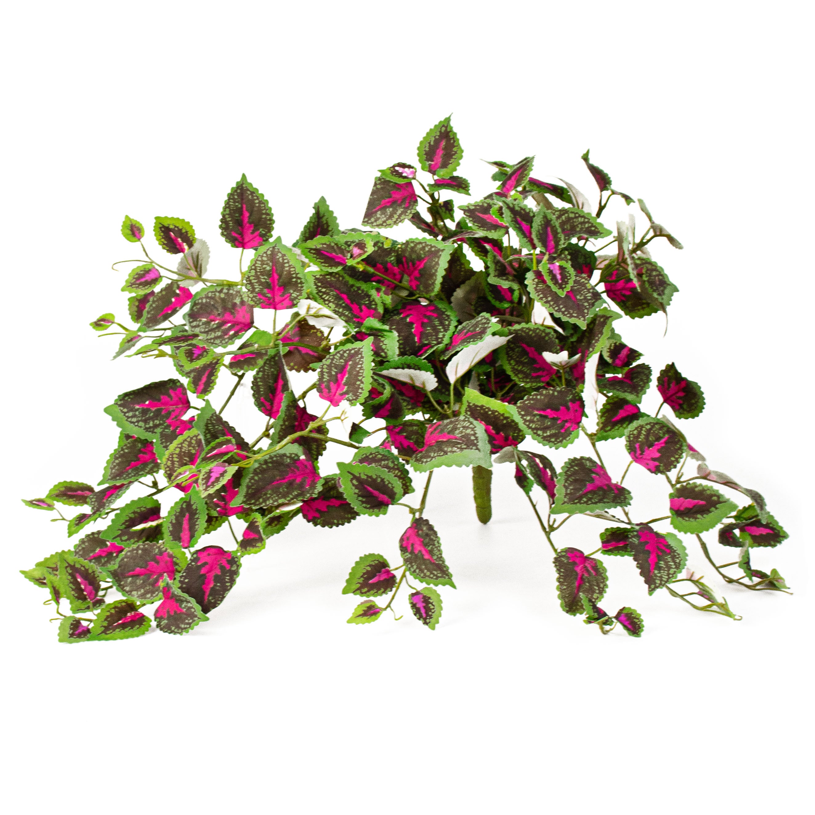 20" Green & Fuchsia Coleus Leaf Bush Item Number: 287439