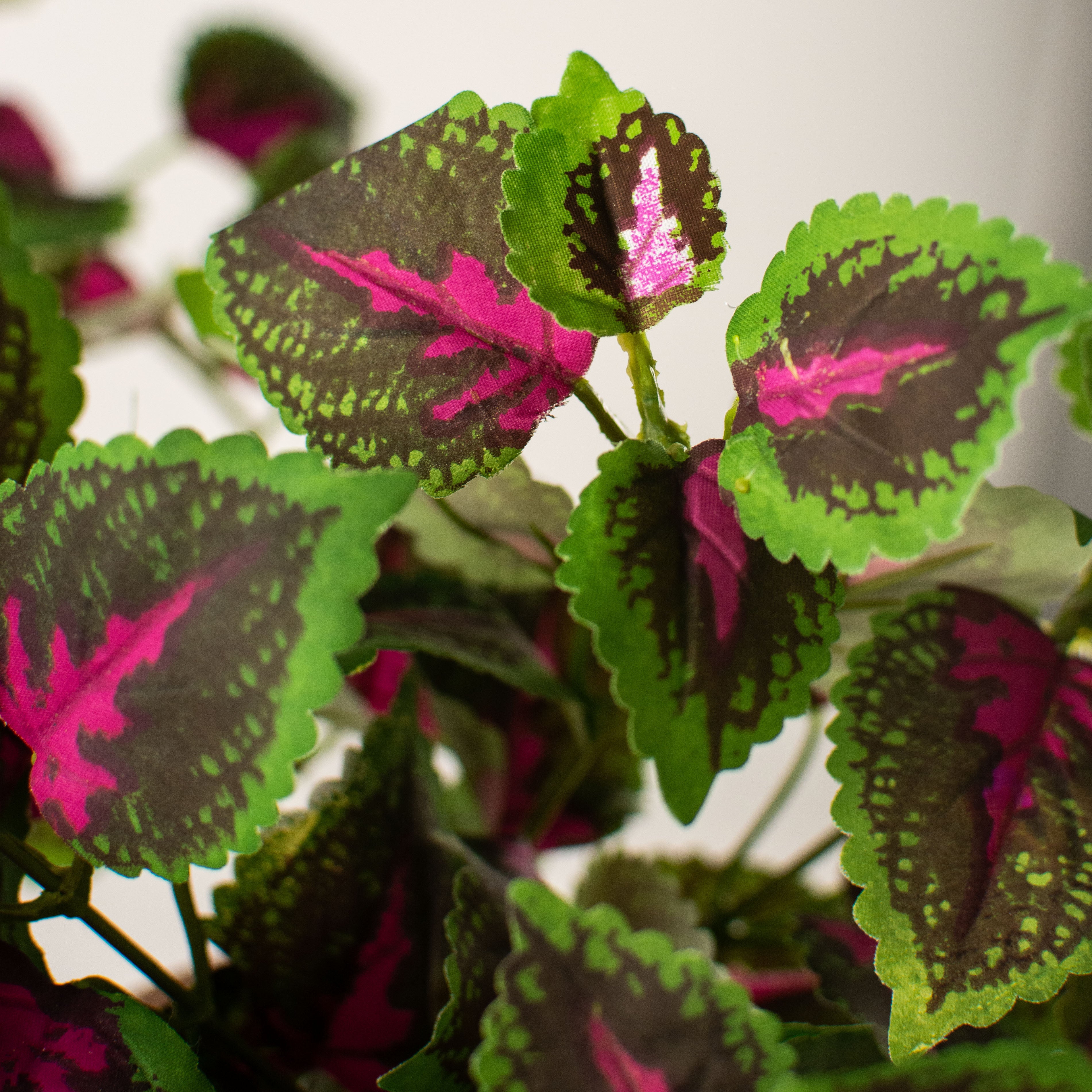 20" Green & Fuchsia Coleus Leaf Bush detail photo 4