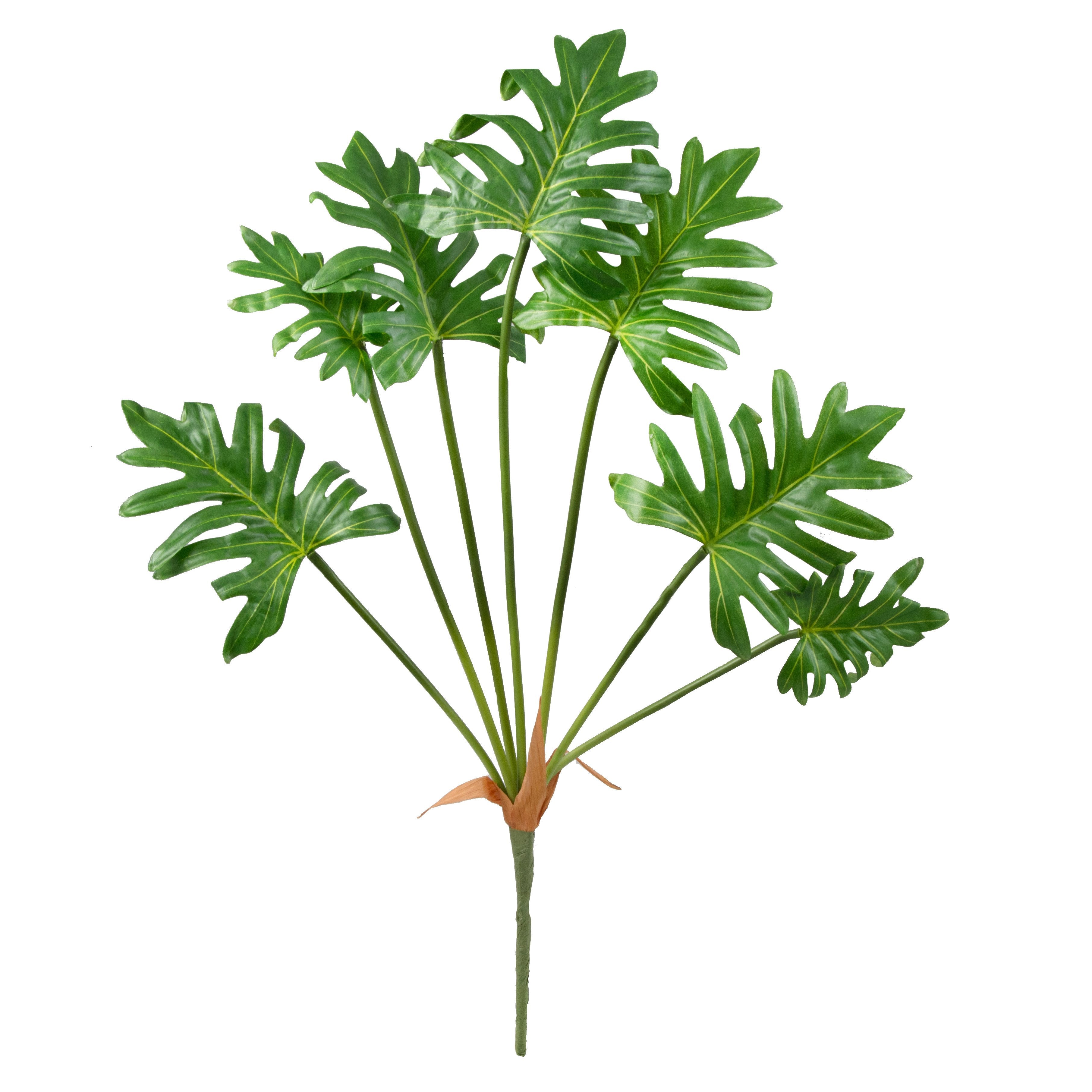 24 Green Split Leaf Philodendron Bush