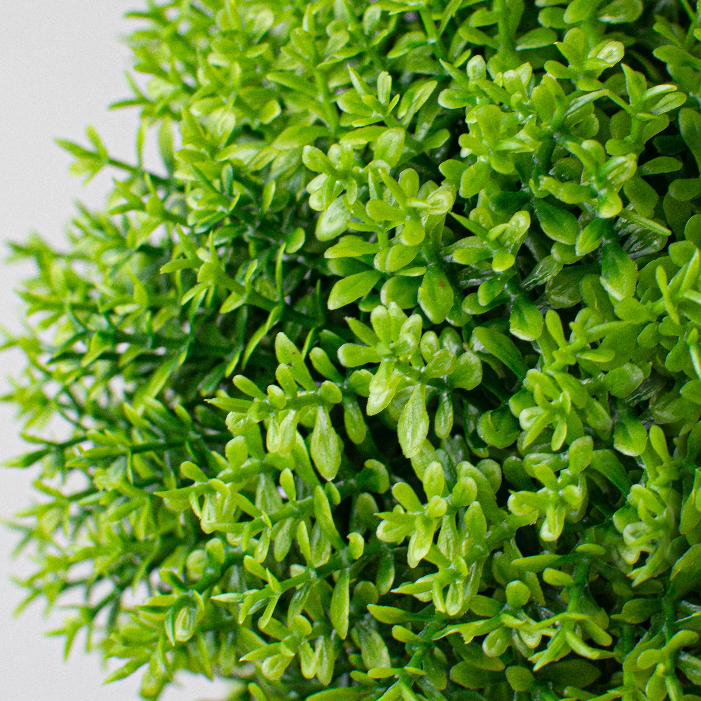 5" Green Thyme Ball detail photo 3
