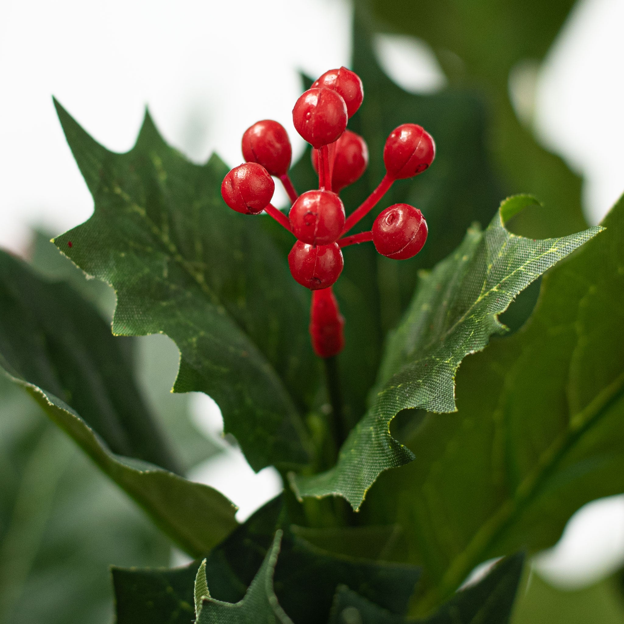Holly Berry Bush (12) Lifestyle Photo