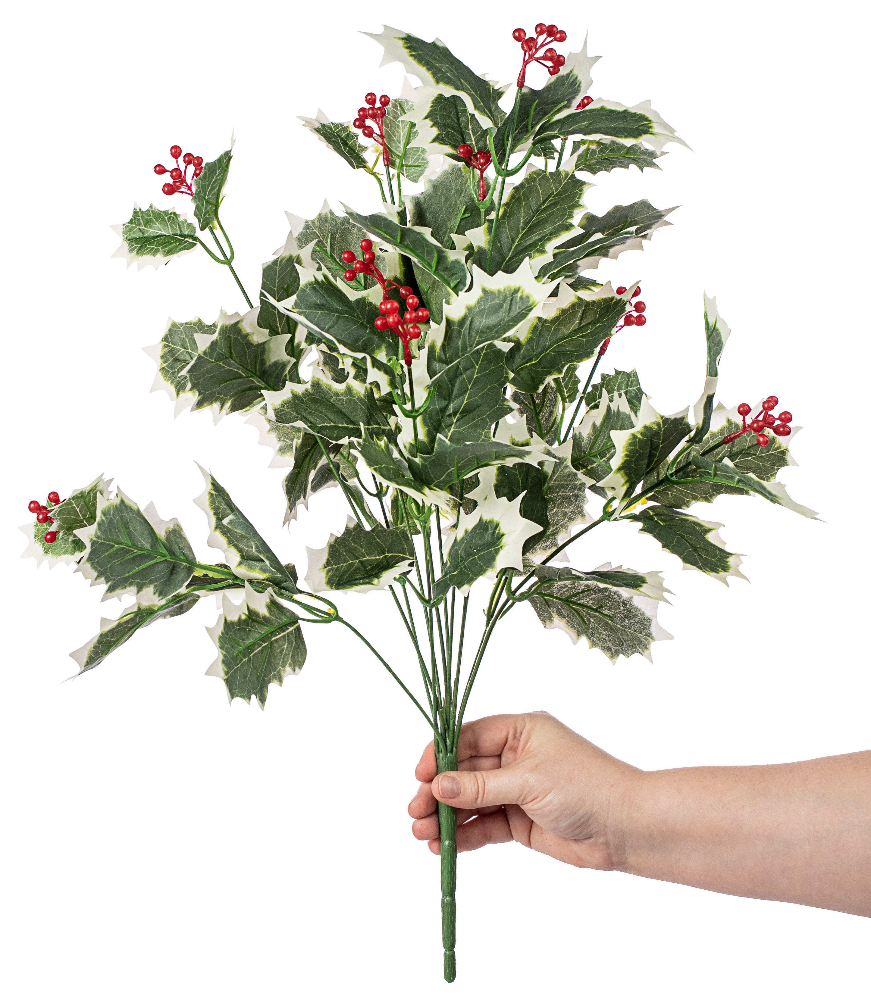 Holly Berry Bush: Variegated (12) Lifestyle Photo