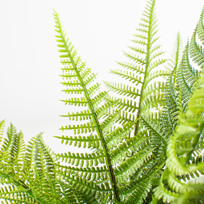 14" Wild Fern Bush