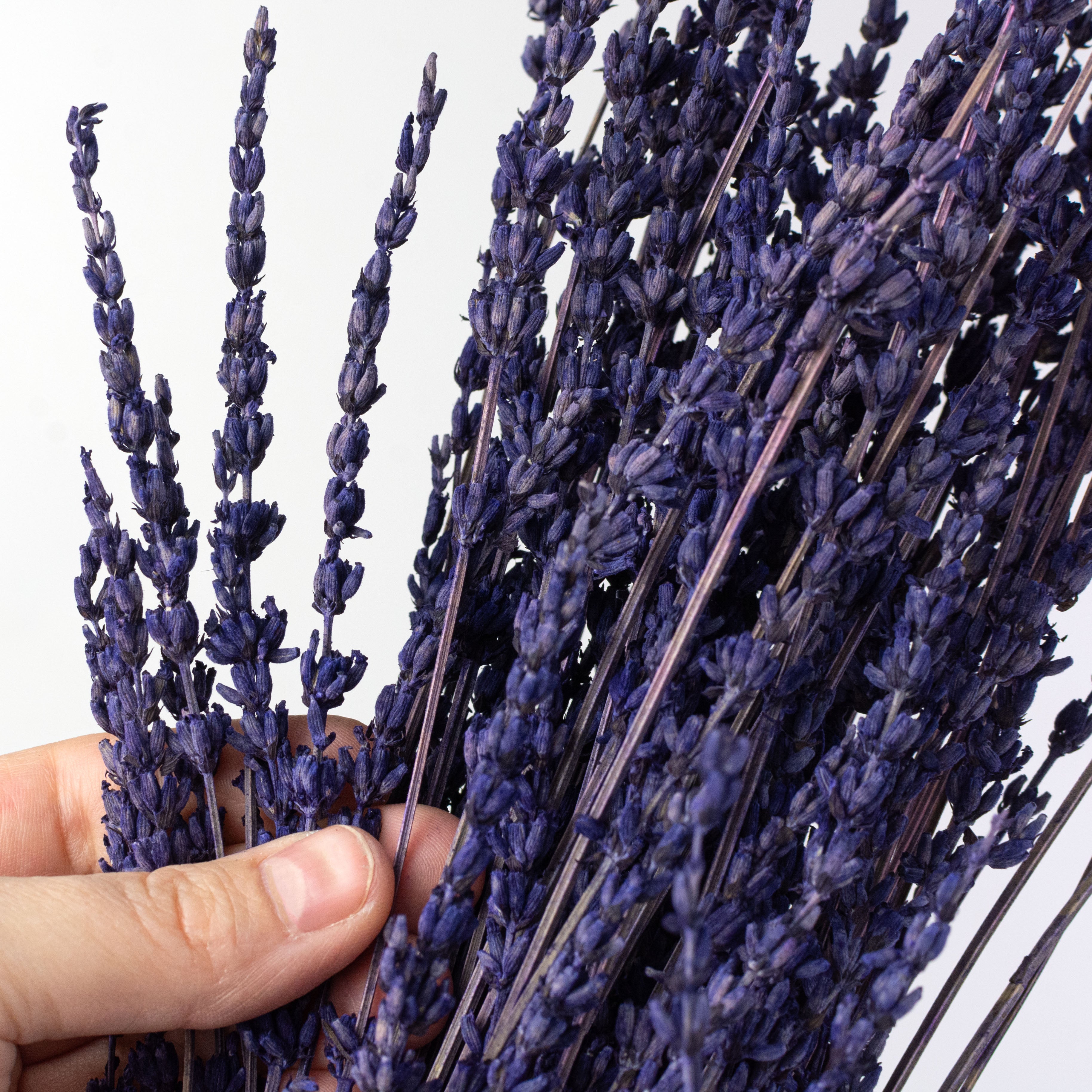 23" Dried English Lavender Bunch
