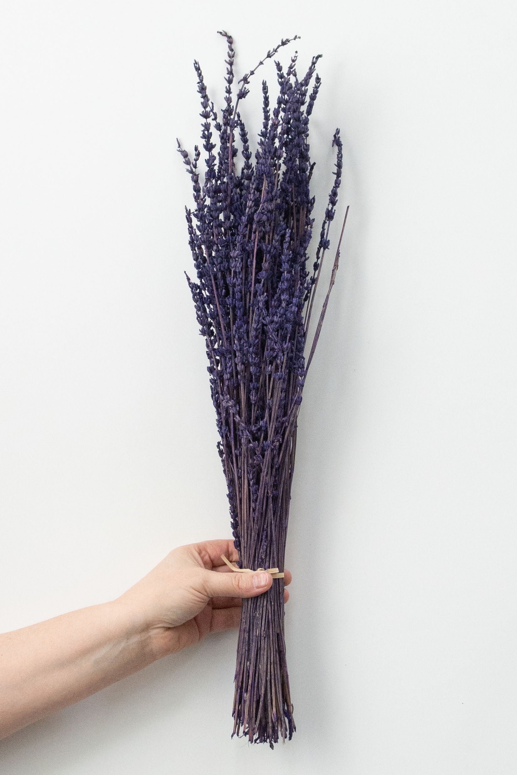 23" Dried English Lavender Bunch