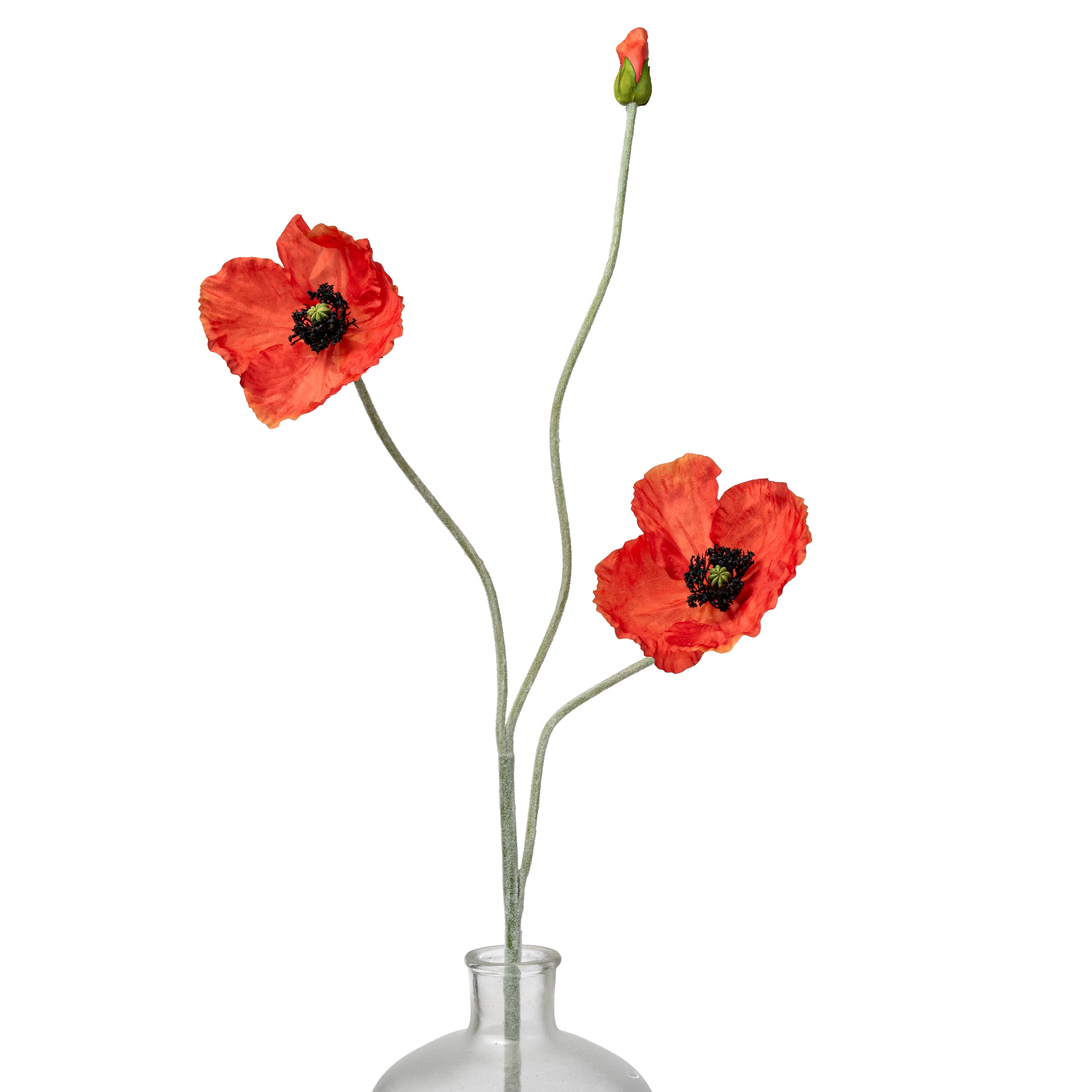 Poppy 29