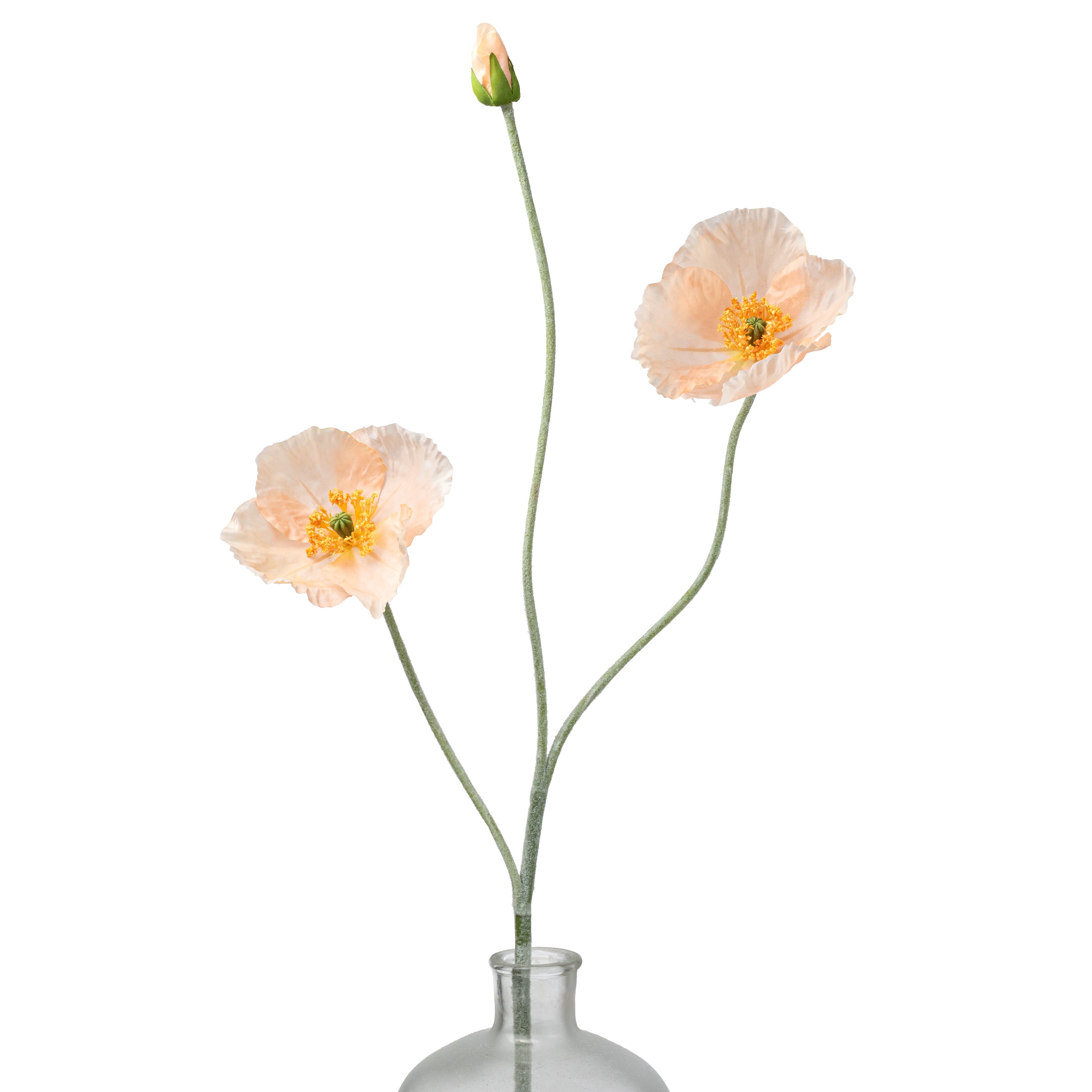 Bulk Poppy Seeds - The Giant | Bulk Wildflowers