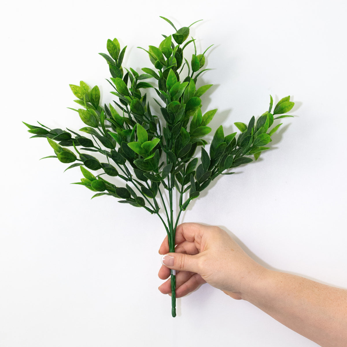 14" Baby Ruscus Bush