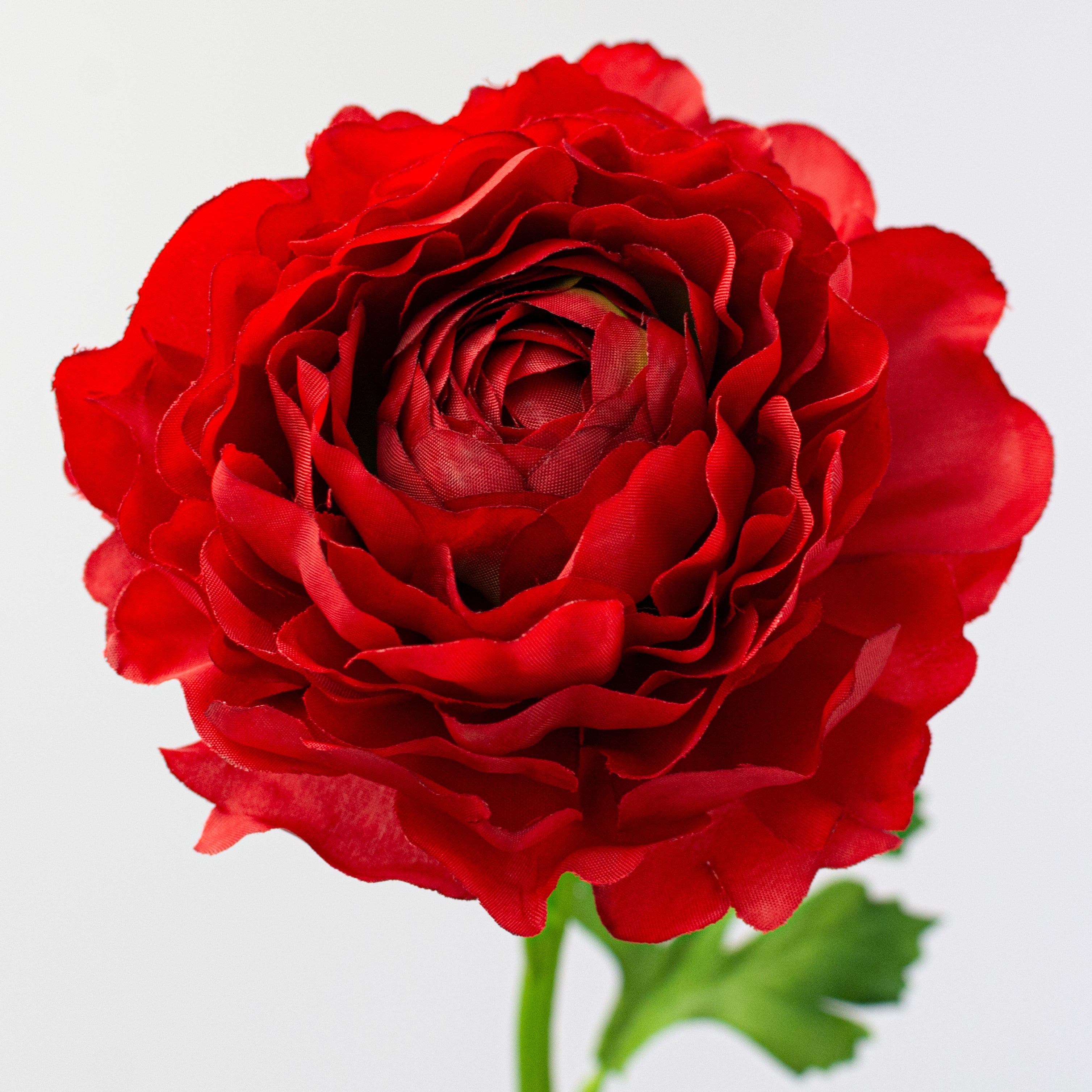 20" Ranunculus Stem: Red