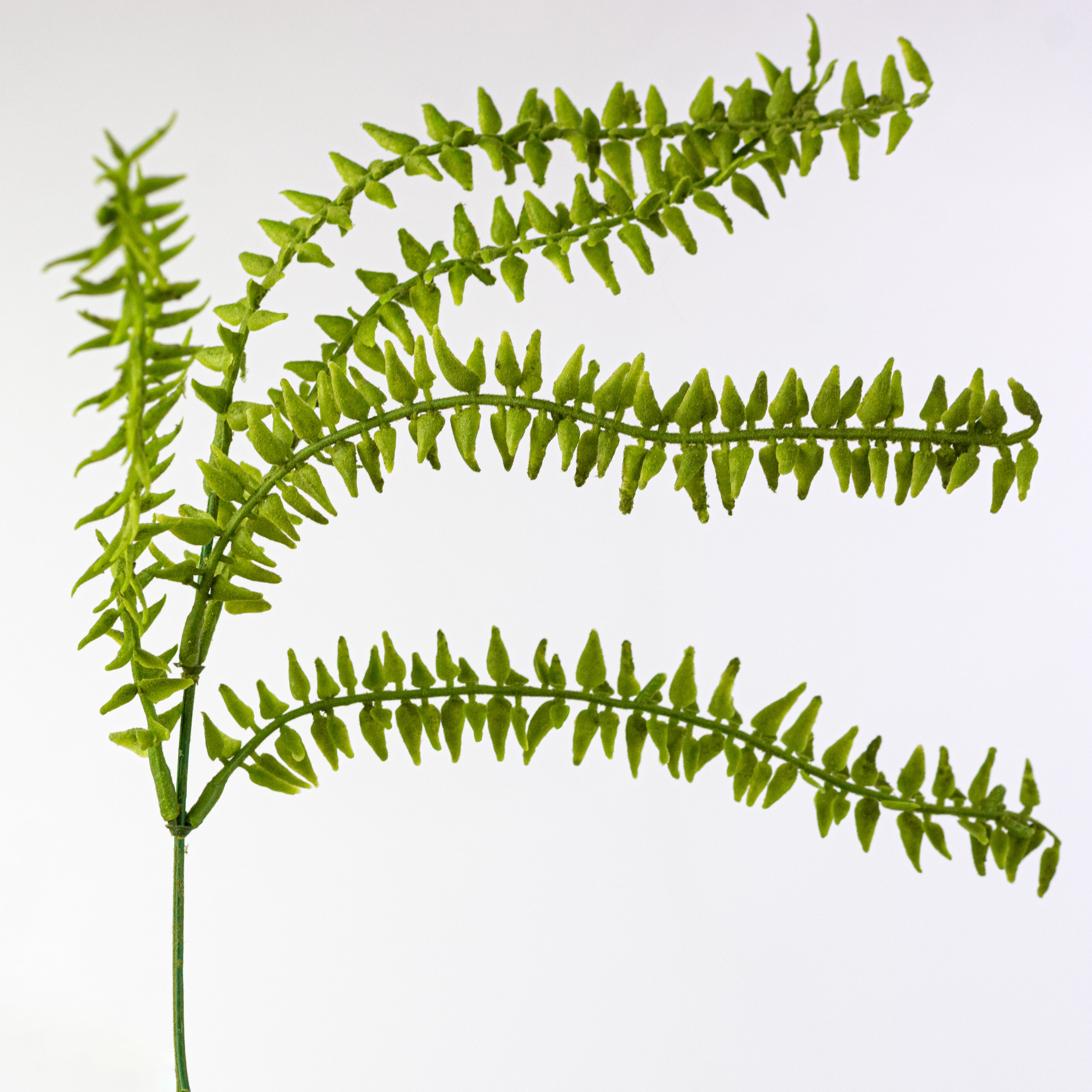 21" Plastic Flocked Boston Fern Bush