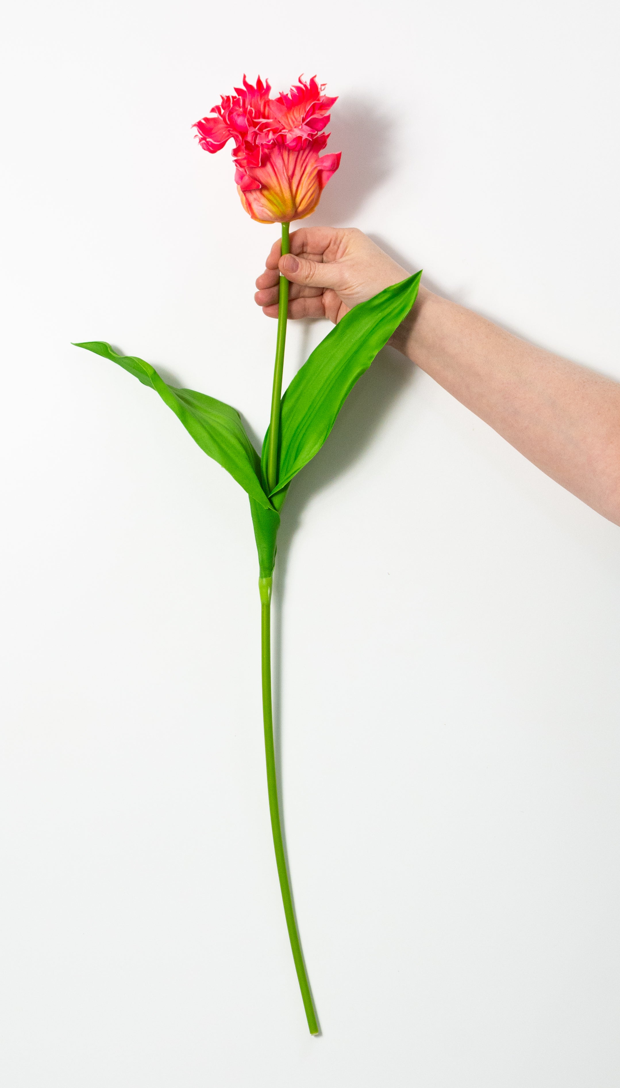 31" Parrot Tulip Stem: Pink Yellow