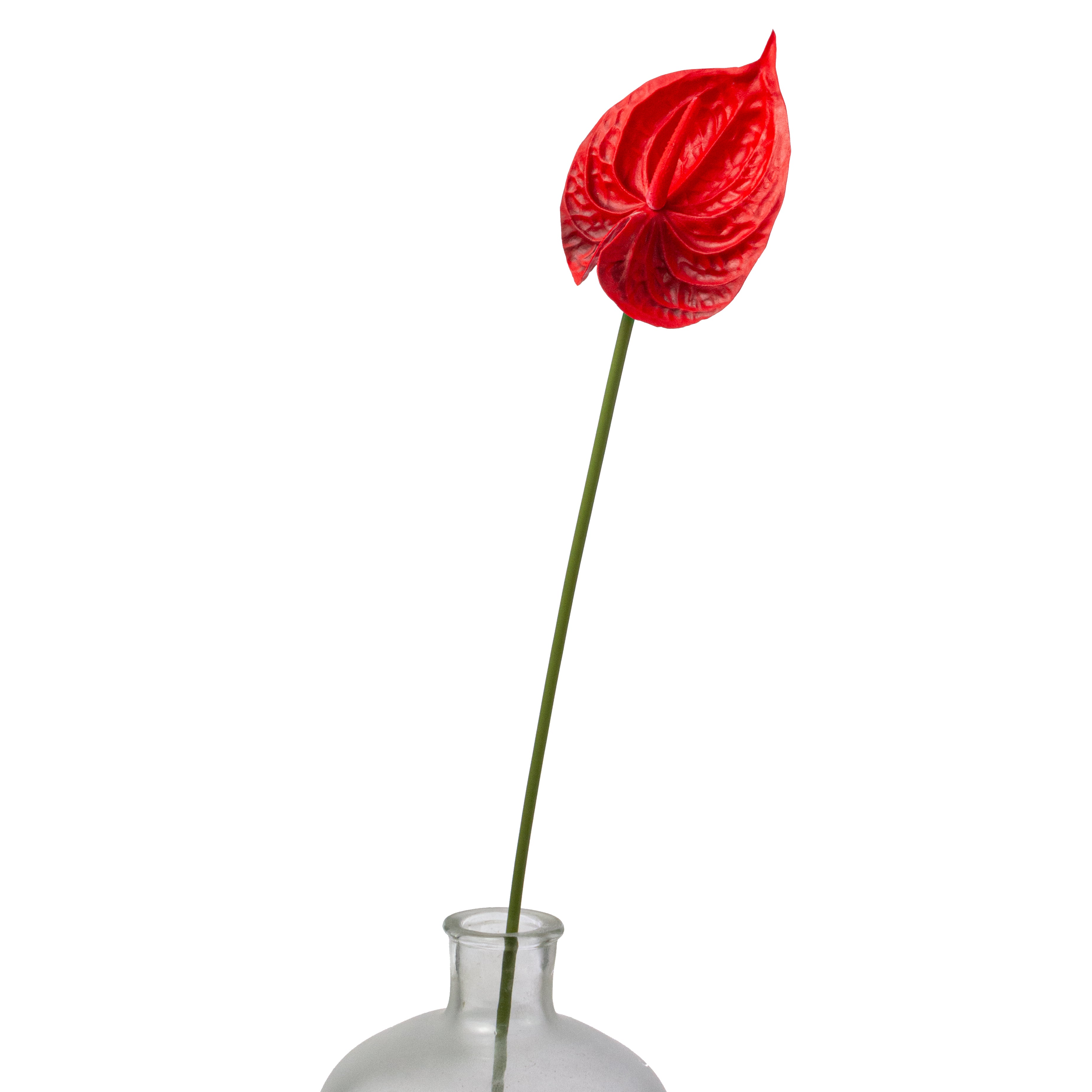 anthurium red stem 26" Anthurium Stem: Red