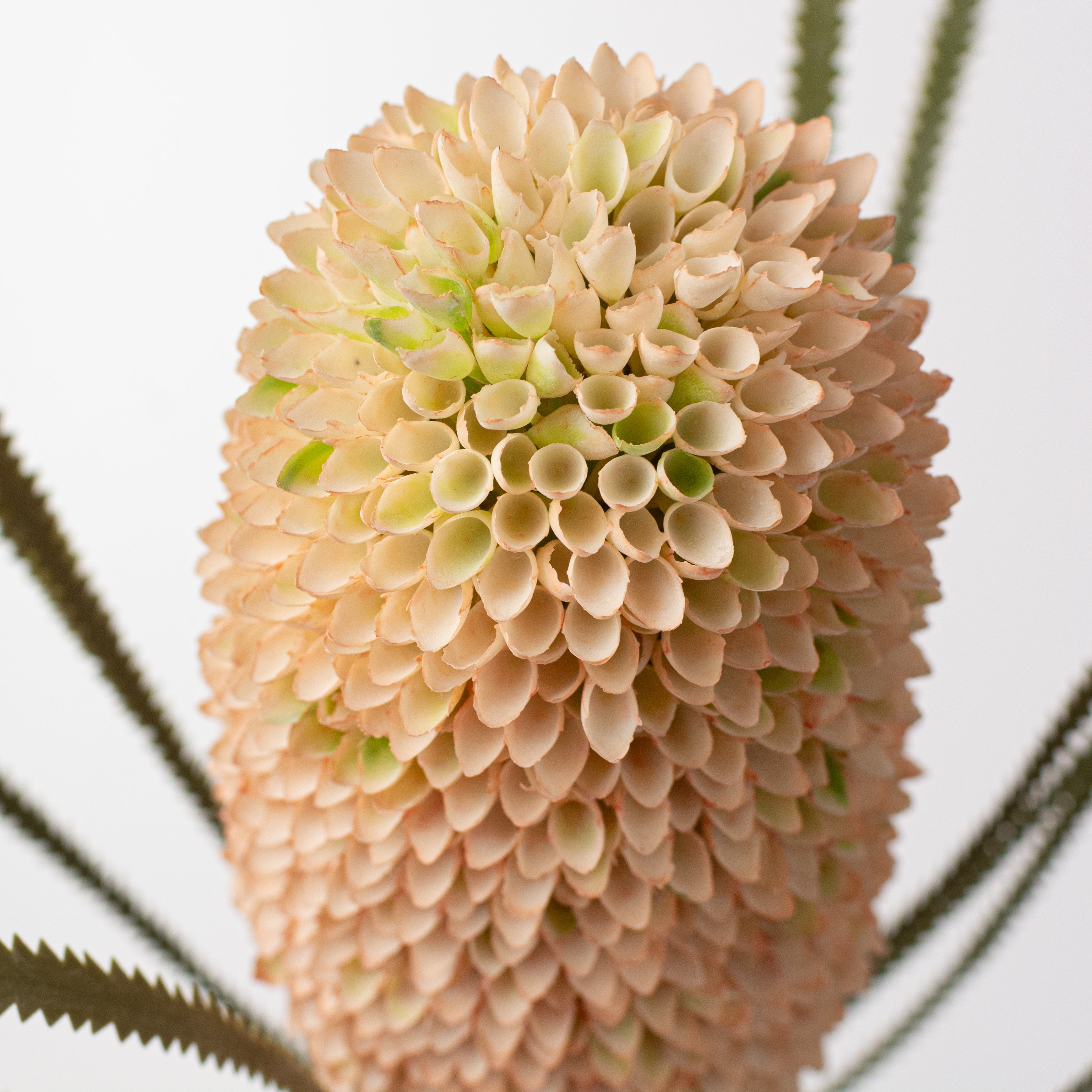 29" Banksia Protea Stem: Cream Peach
