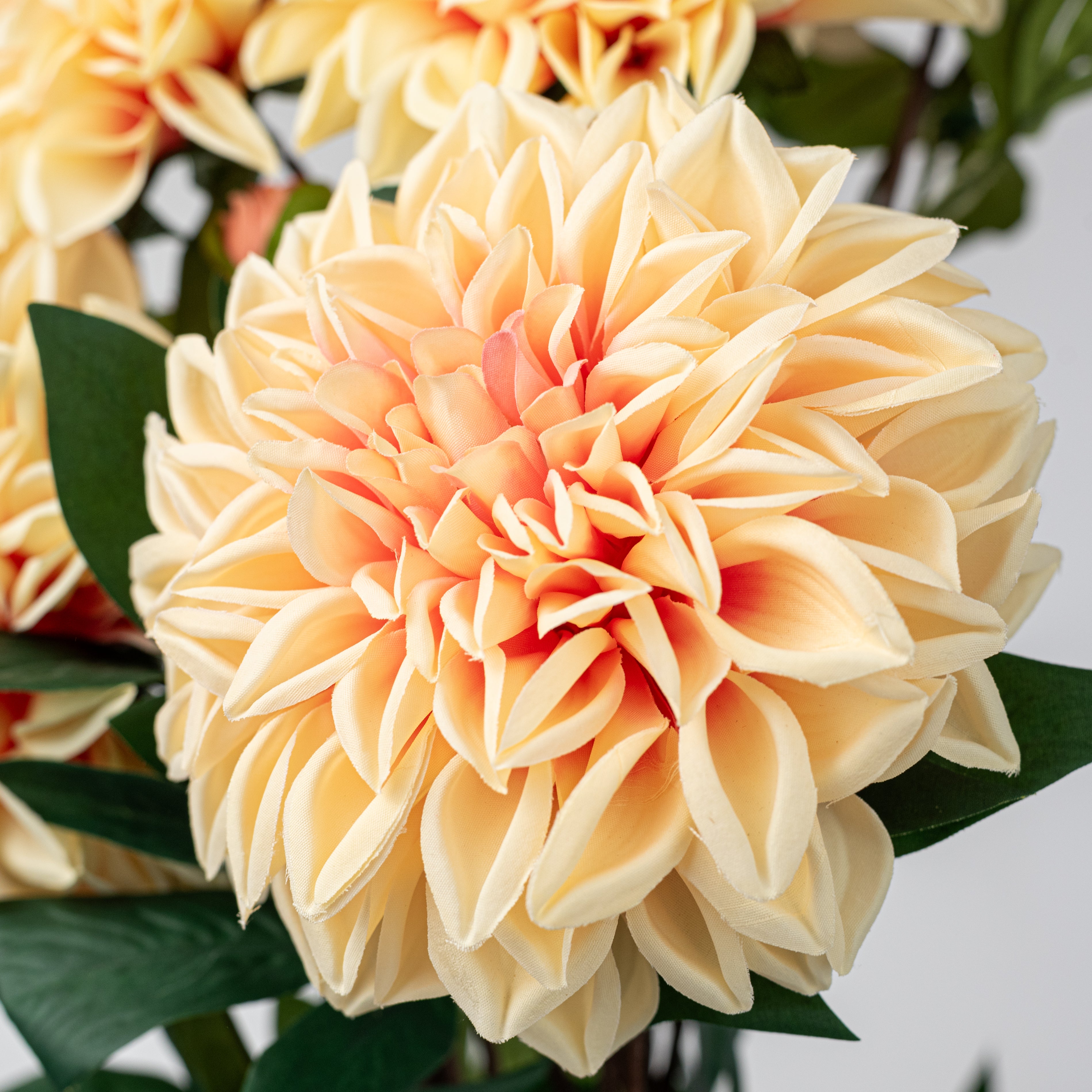 23" Dahlia Bush: Peach (10 Stem)