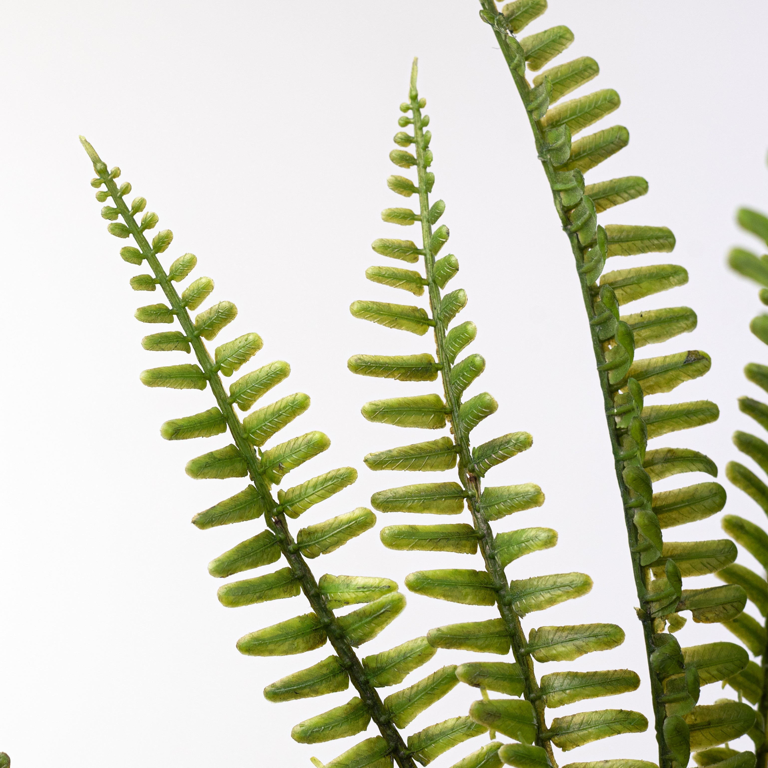 17" Plastic Fern Fronds Bush (7 Stem)