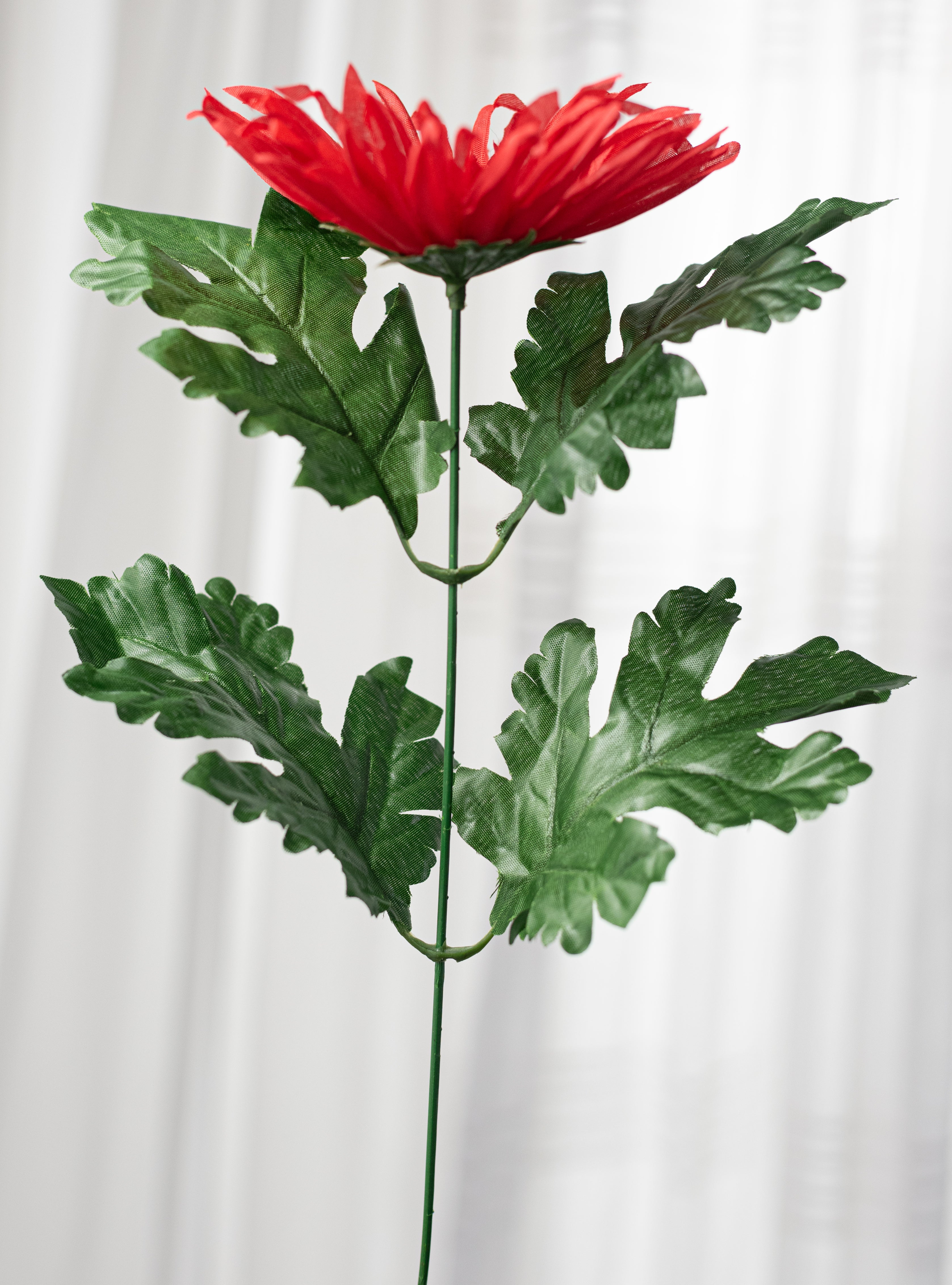 19" Daisy Mum Bush: Red, White & Blue (12 Stem)