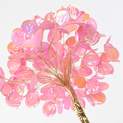 Hydrangea