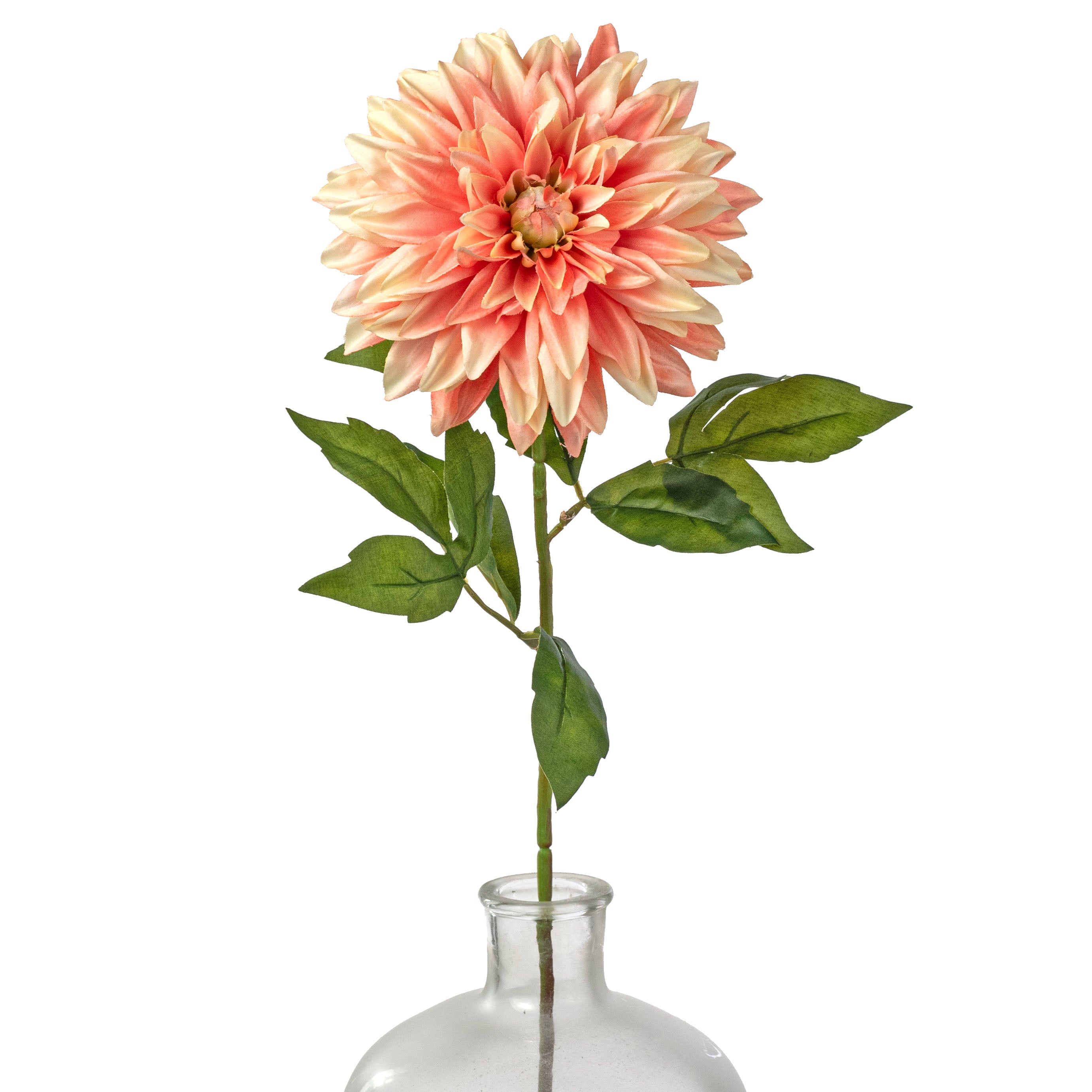 29" Stellar Dahlia Stem: Apricot Peach