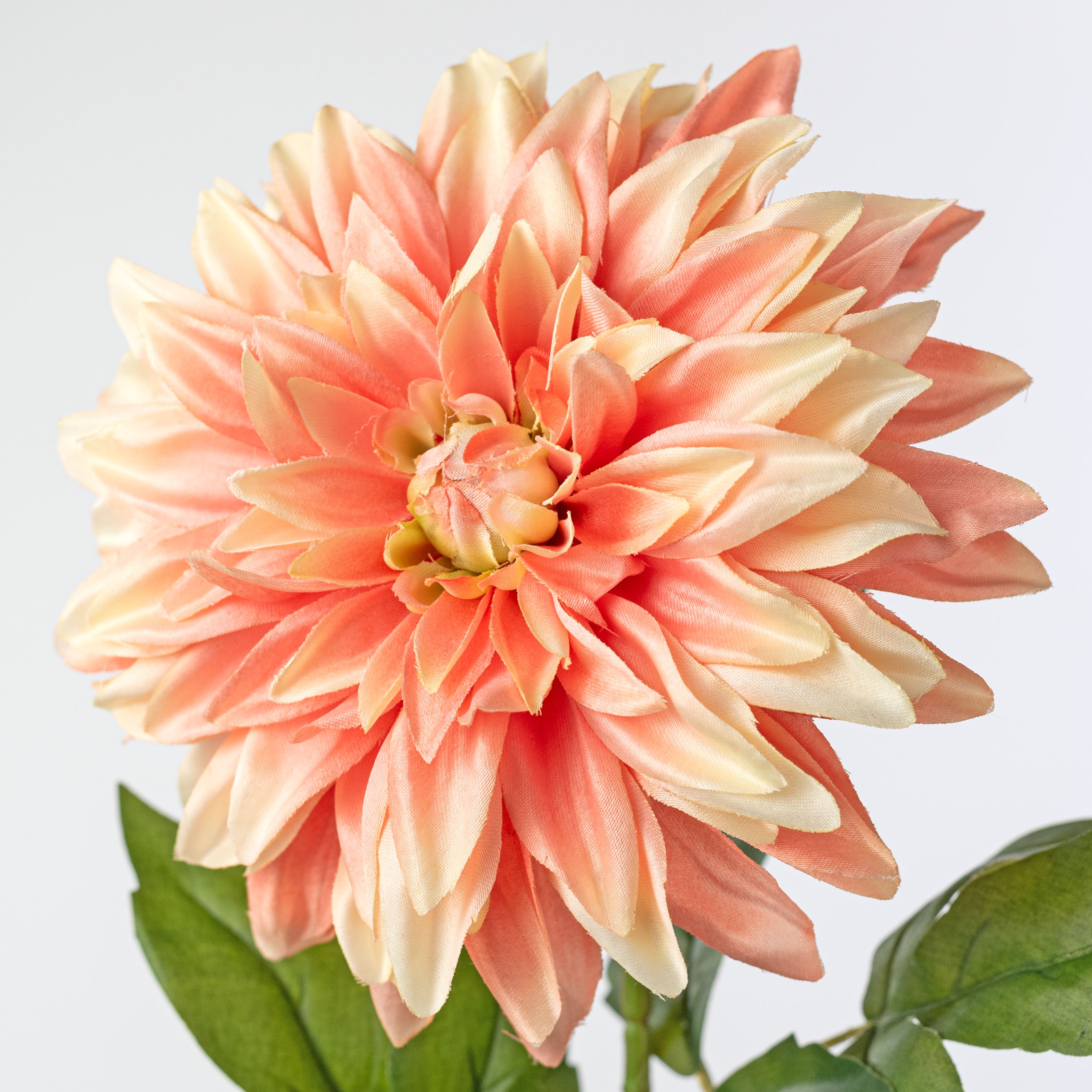 29" Stellar Dahlia Stem: Apricot Peach