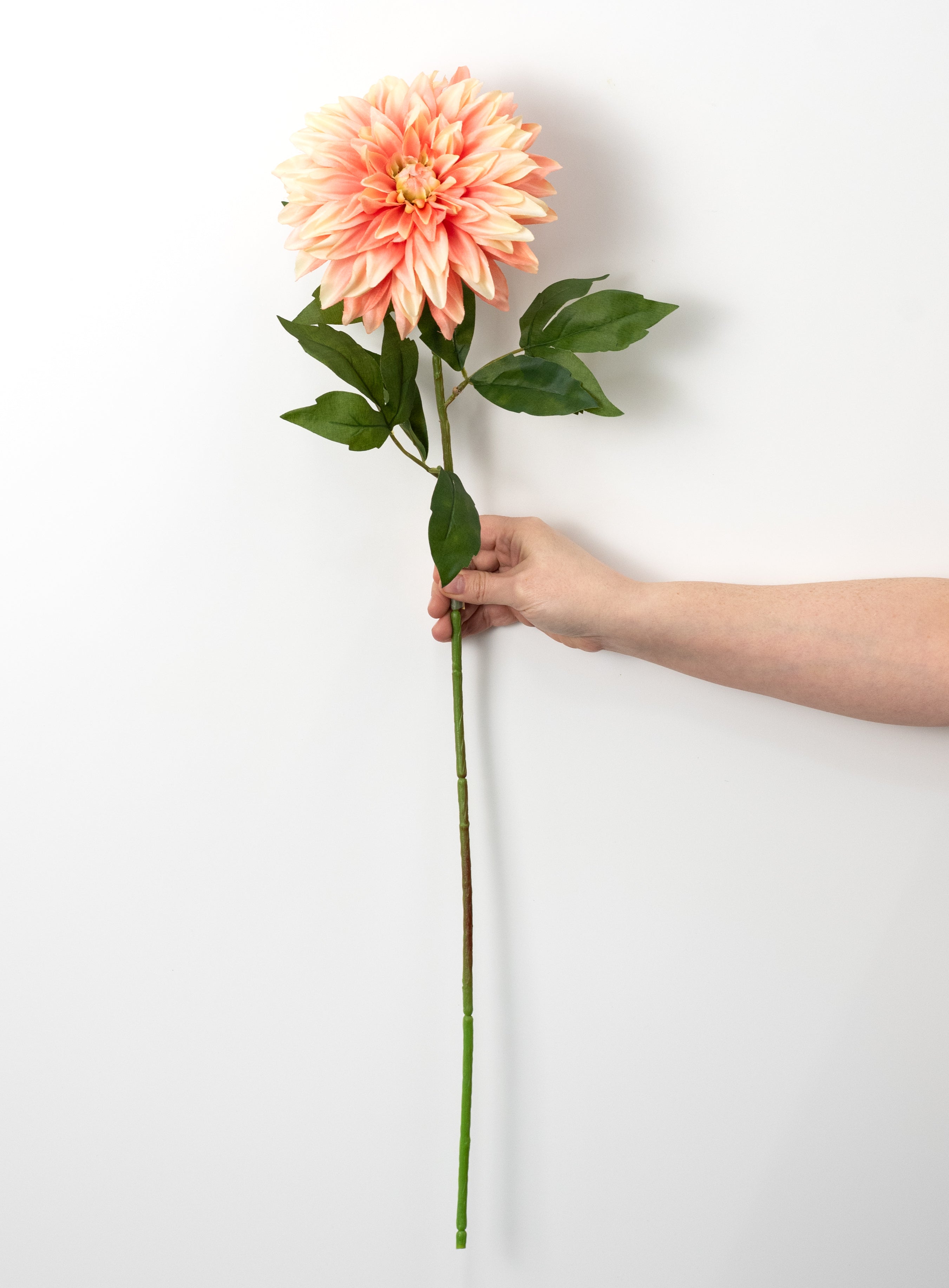 29" Stellar Dahlia Stem: Apricot Peach