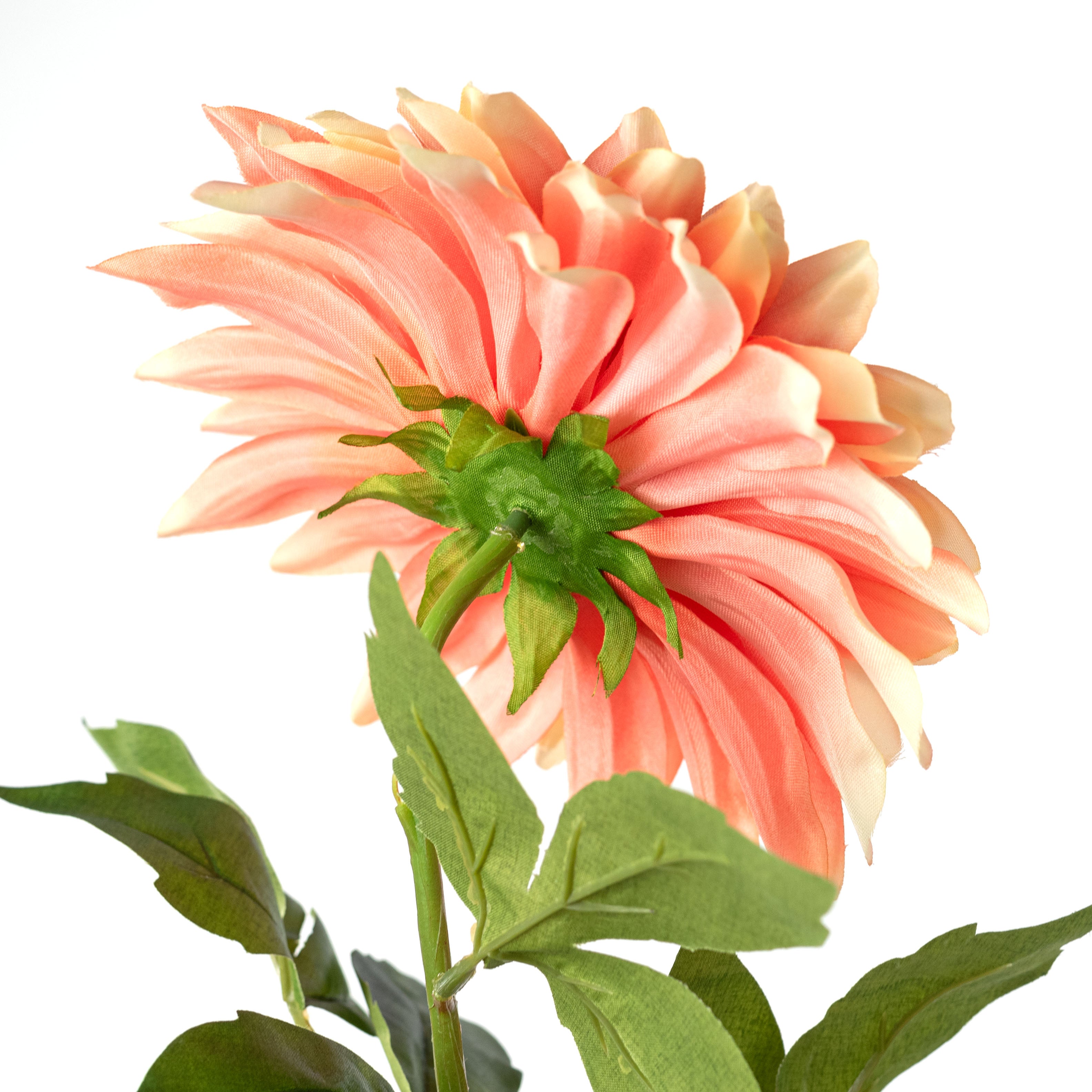 29" Stellar Dahlia Stem: Apricot Peach