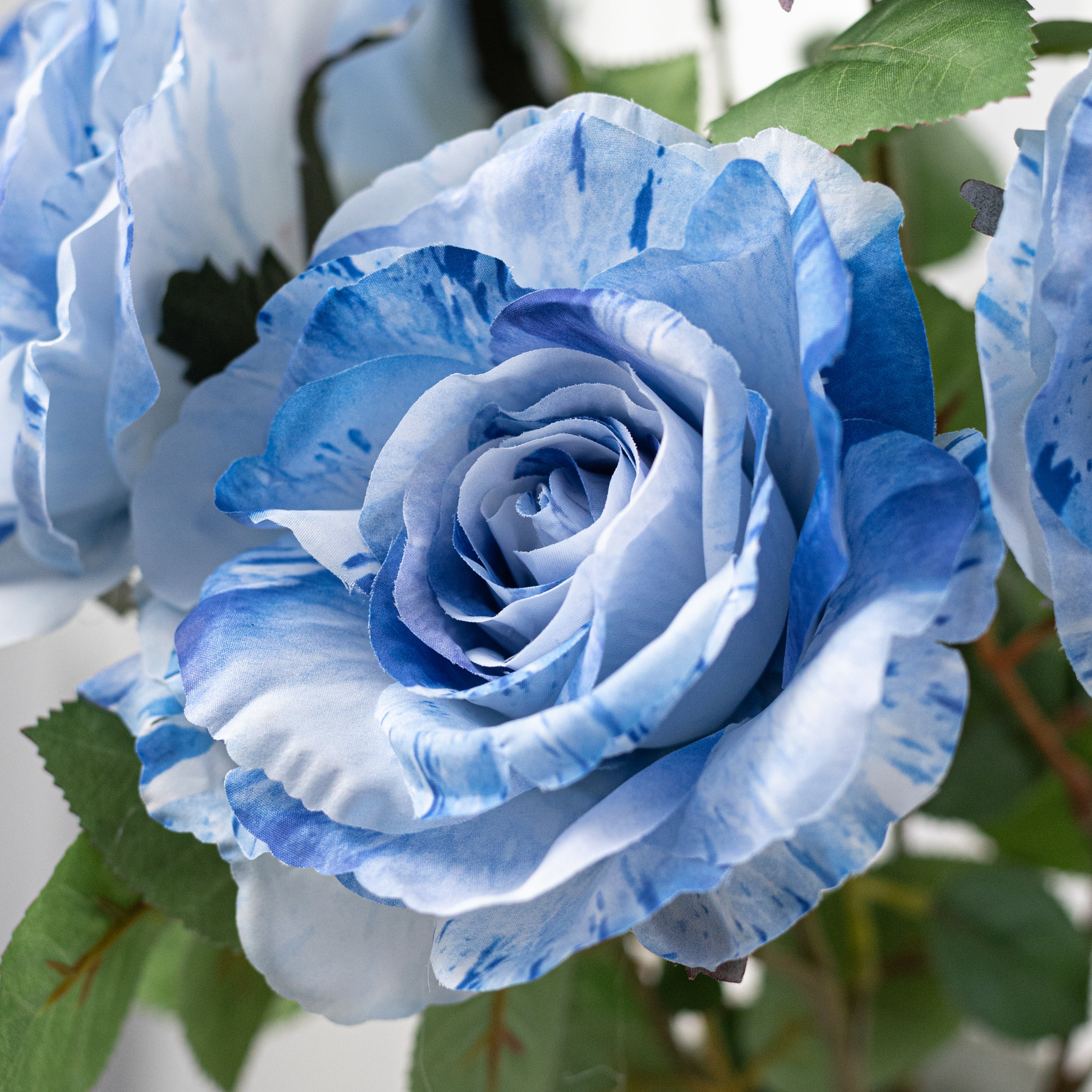 20" English Rose Bush: Variegated Blue & White (6 Stem)