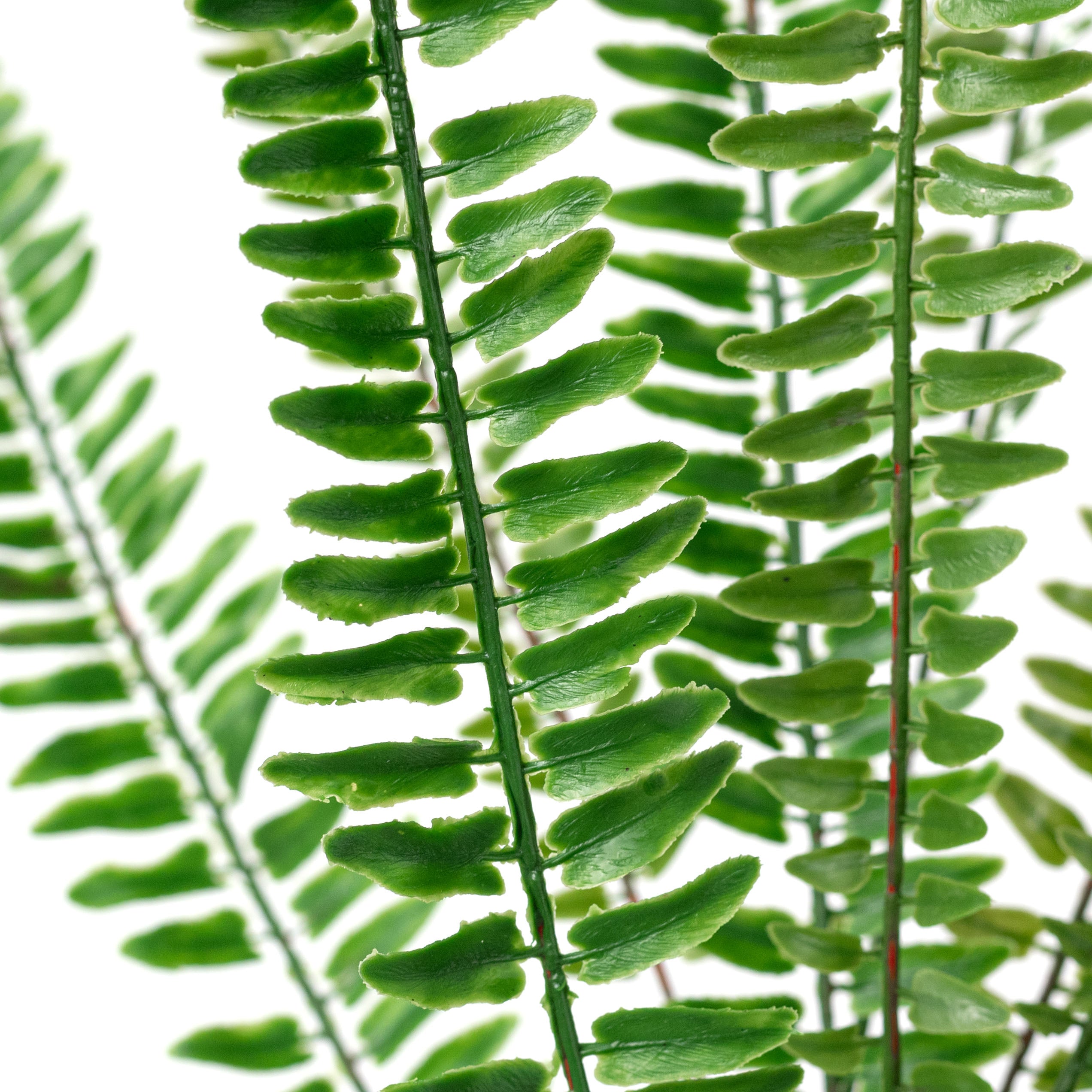 29" Boston Fern Bush