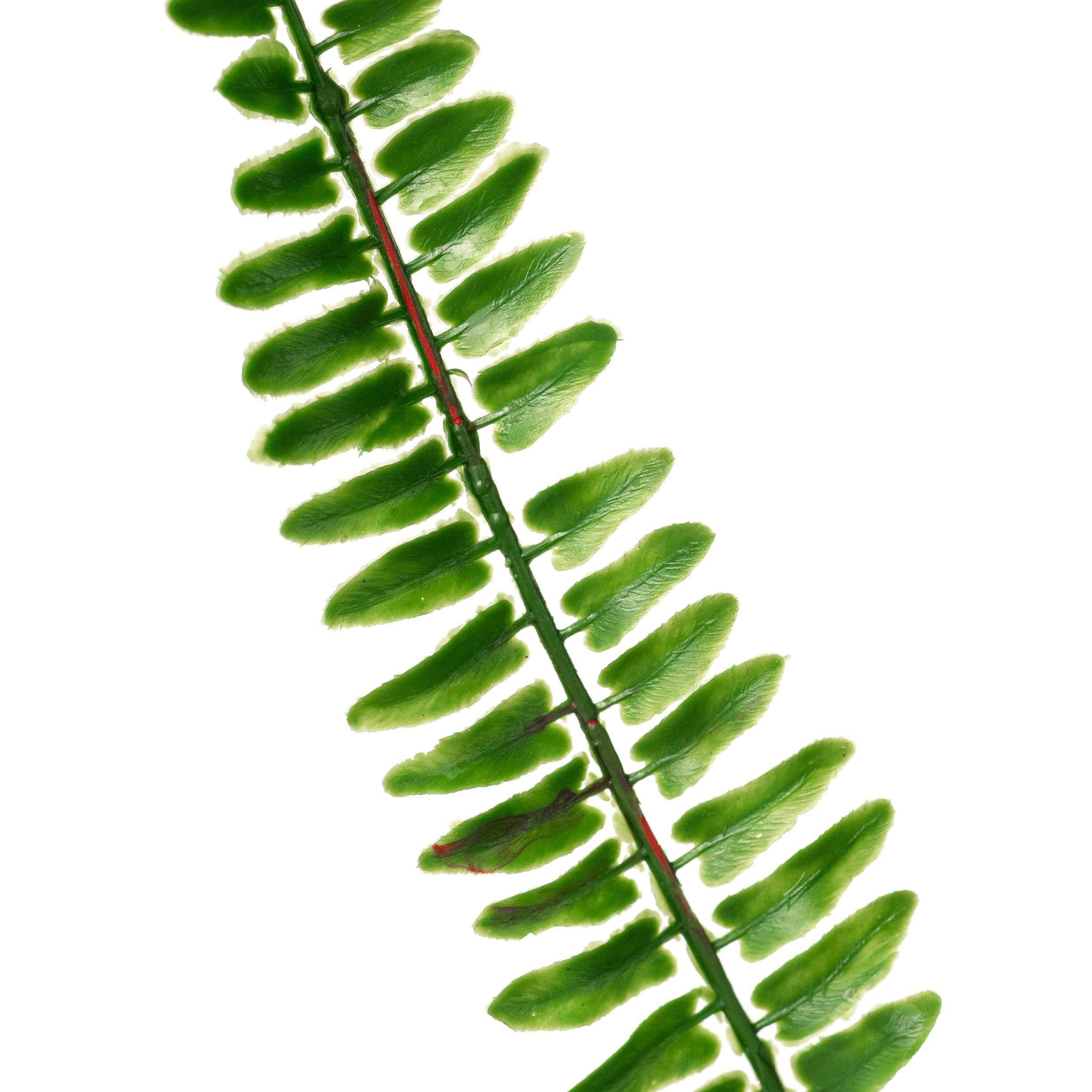 29" Boston Fern Bush