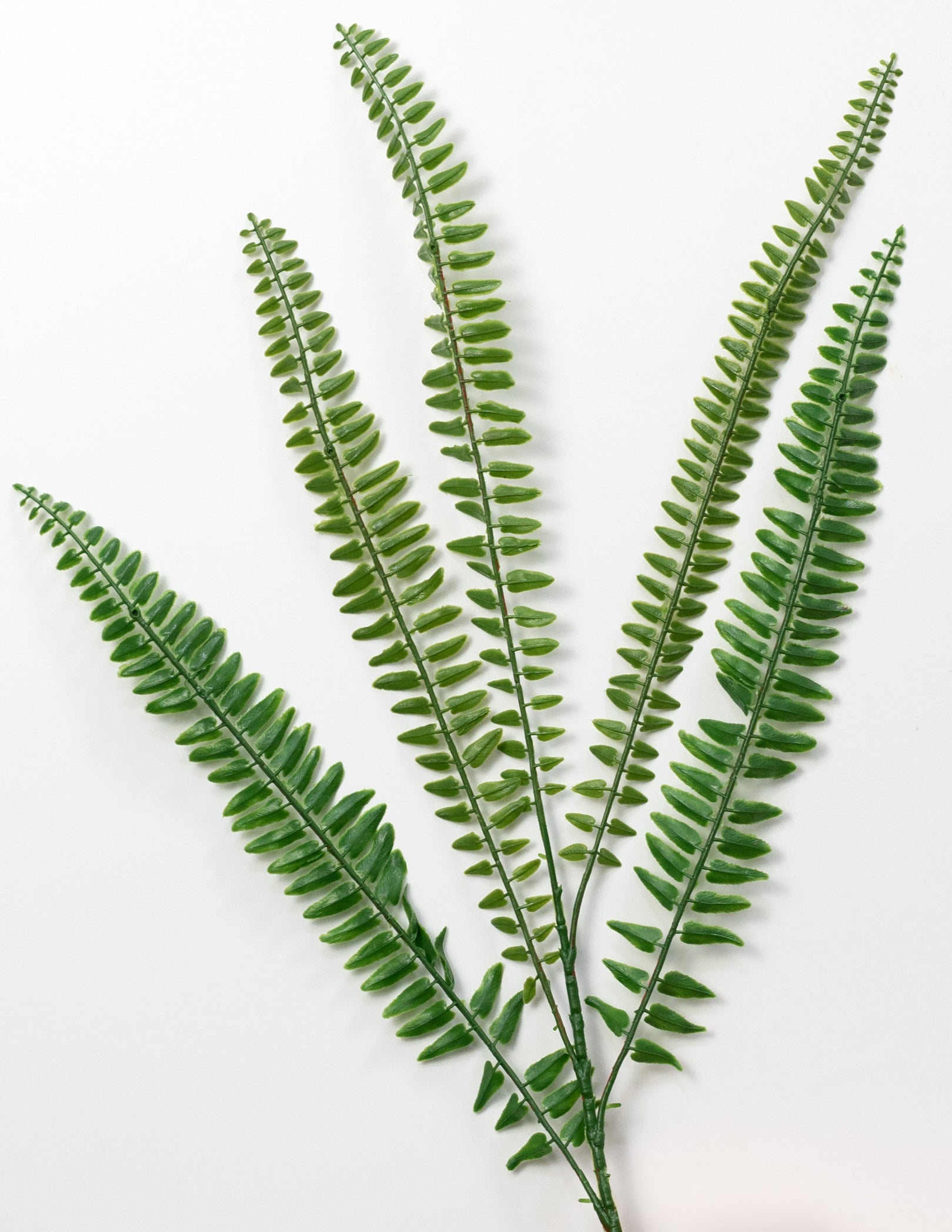 29" Boston Fern Bush