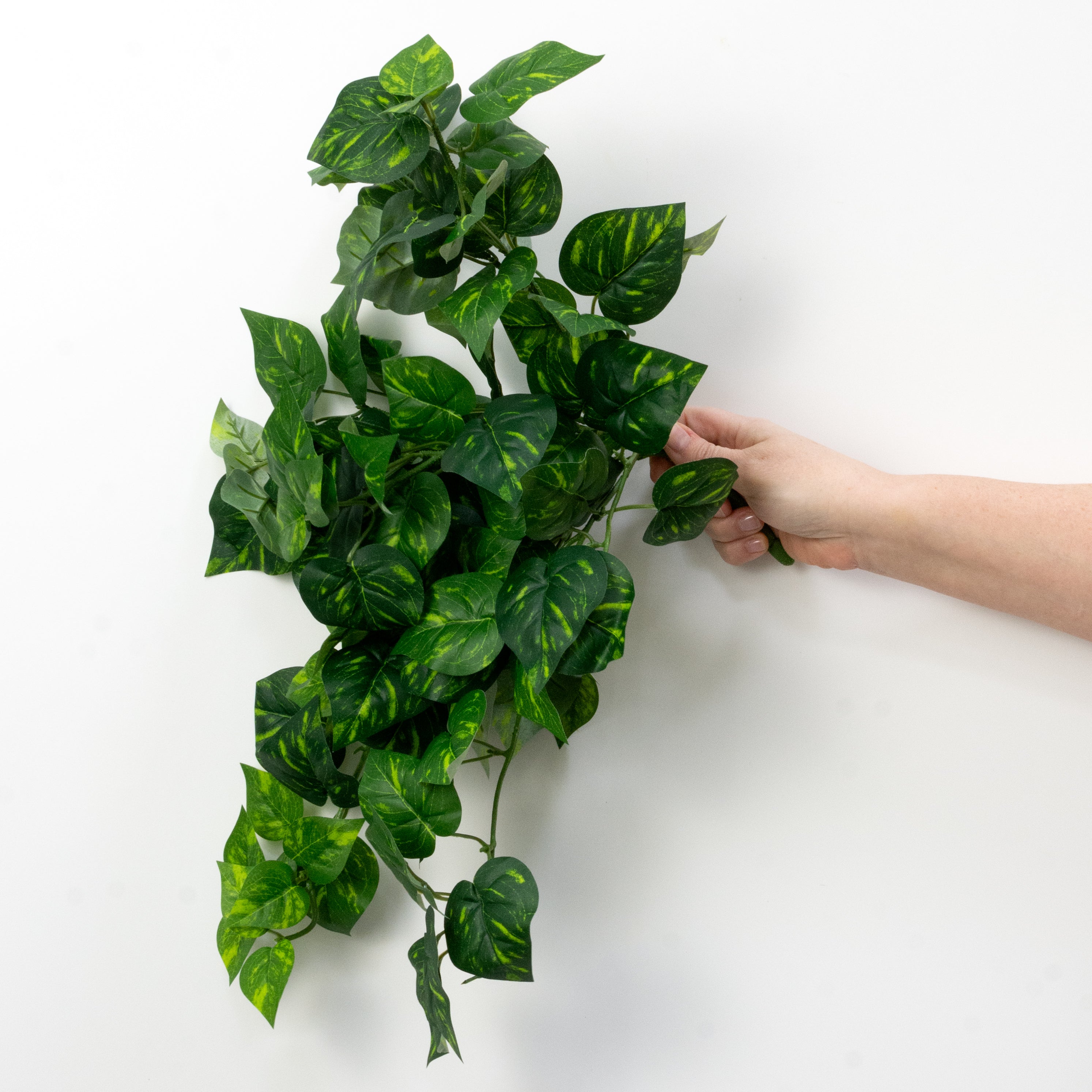 15" Hanging Pothos Bush (126 Leaves)