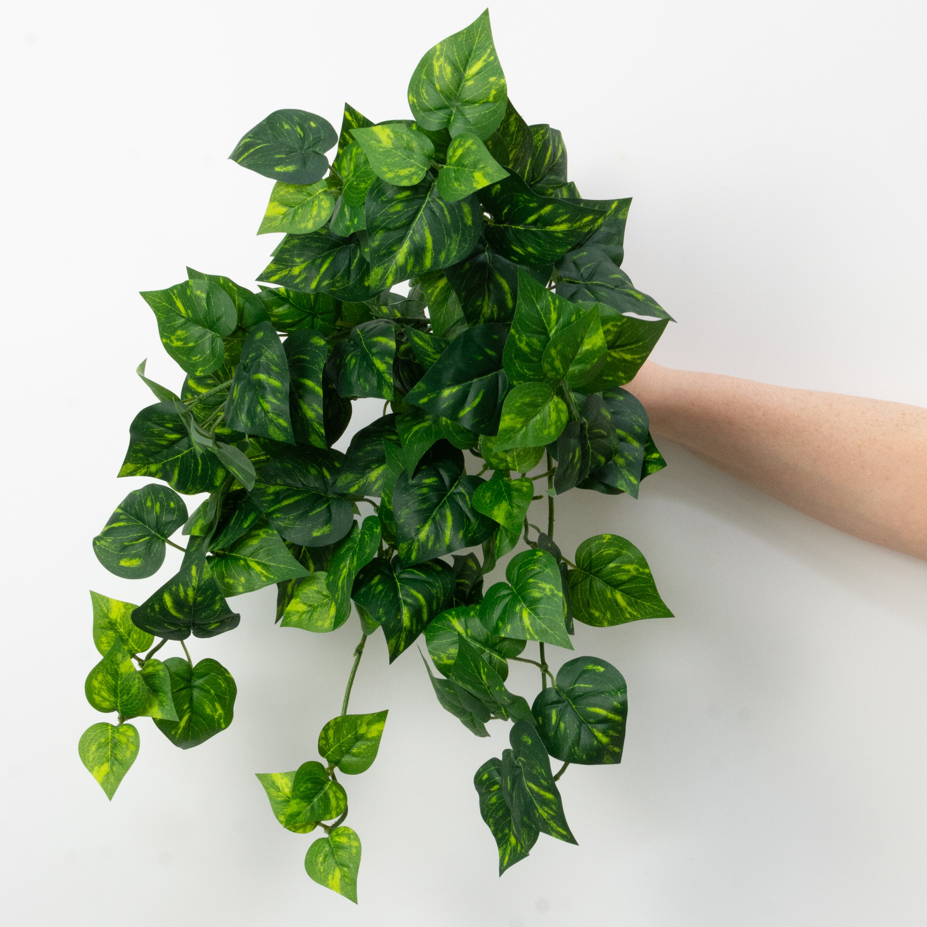 15" Hanging Pothos Bush (126 Leaves)
