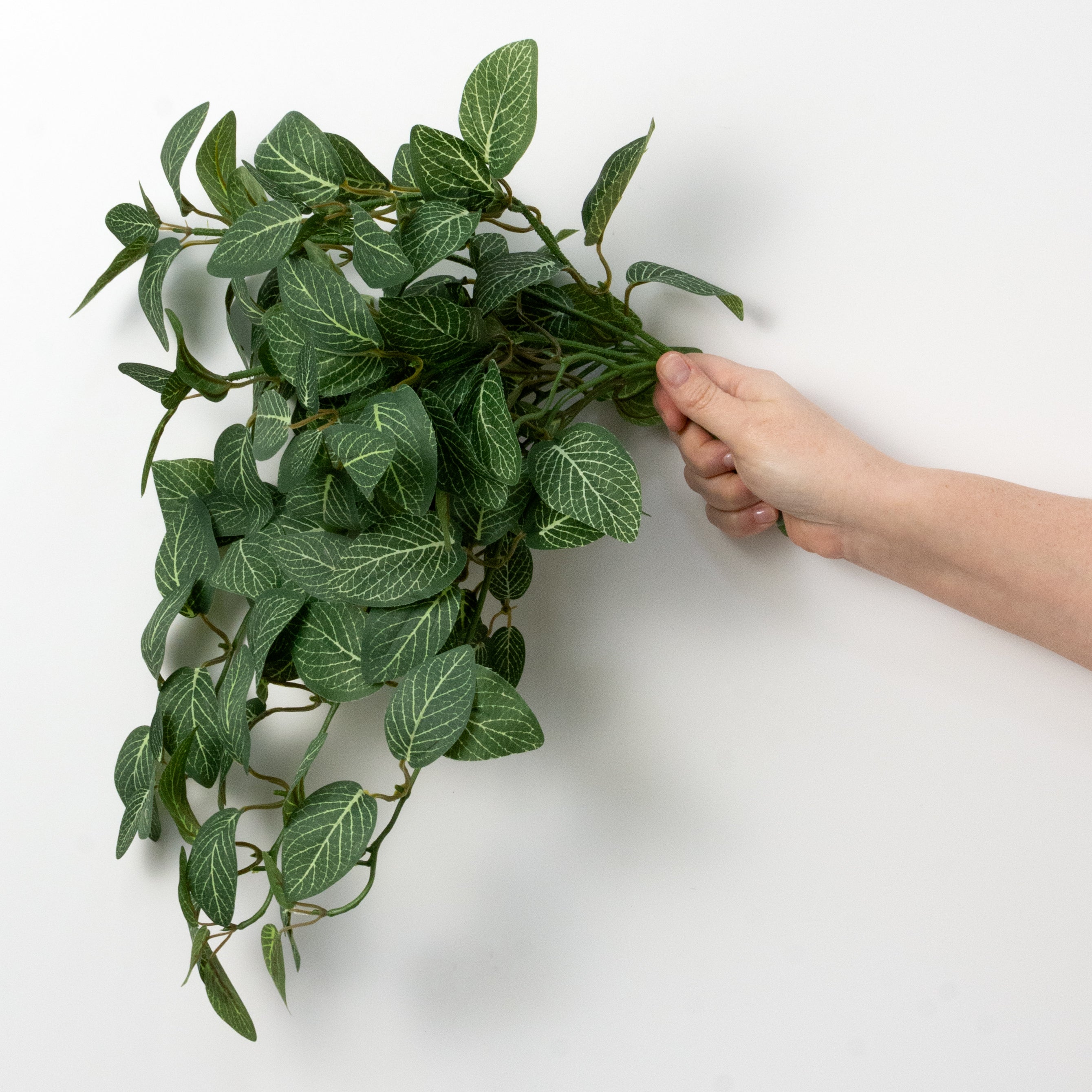 15" Hanging Fittonia Bush (139 Leaves)