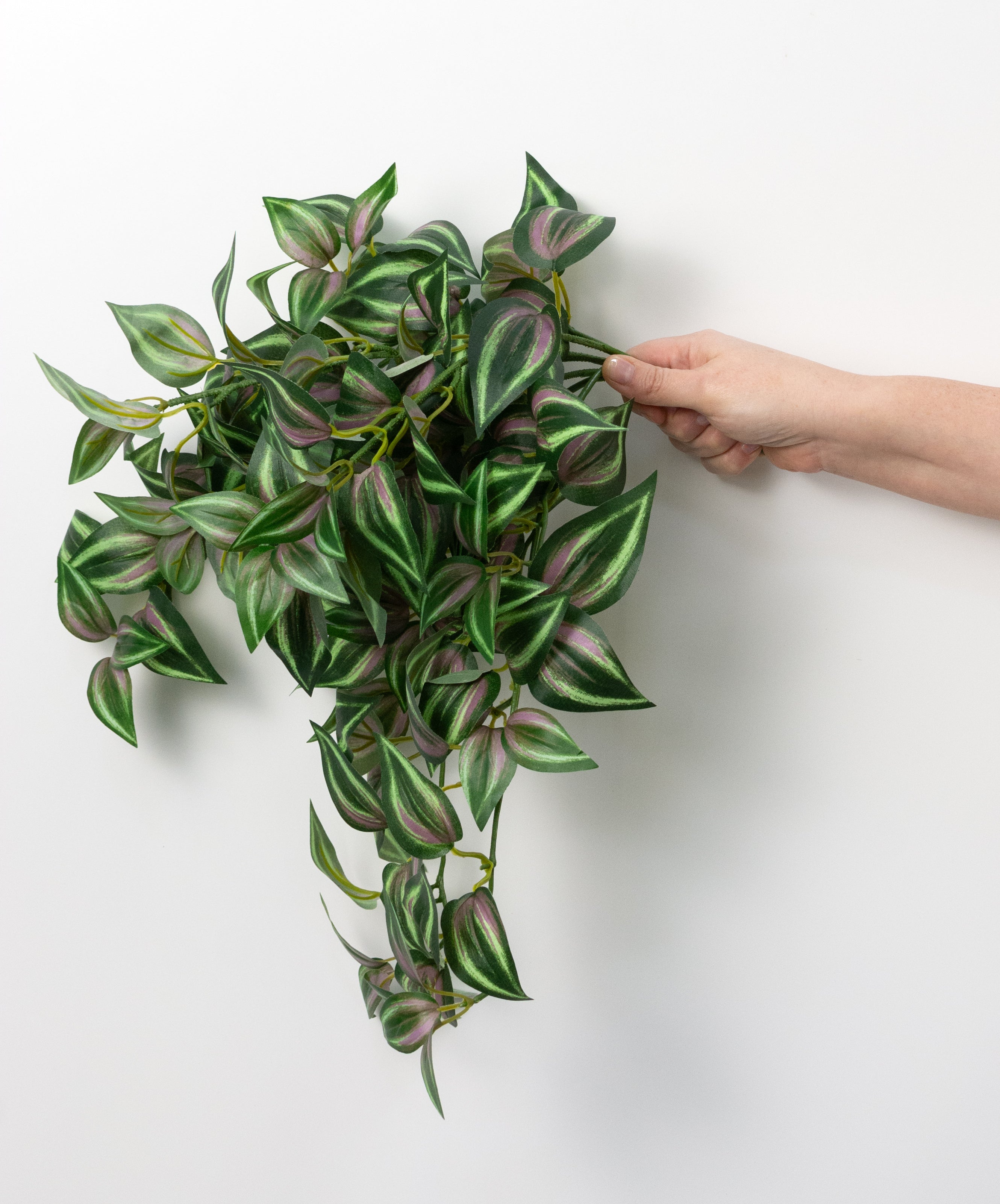 15" Hanging Tradescantia Bush (139 Leaves)
