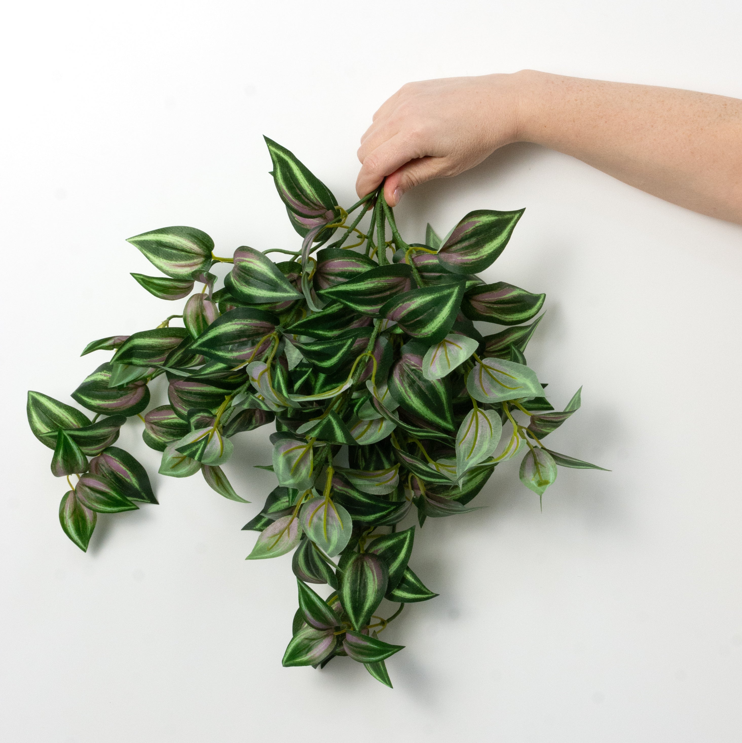 15" Hanging Tradescantia Bush (139 Leaves)