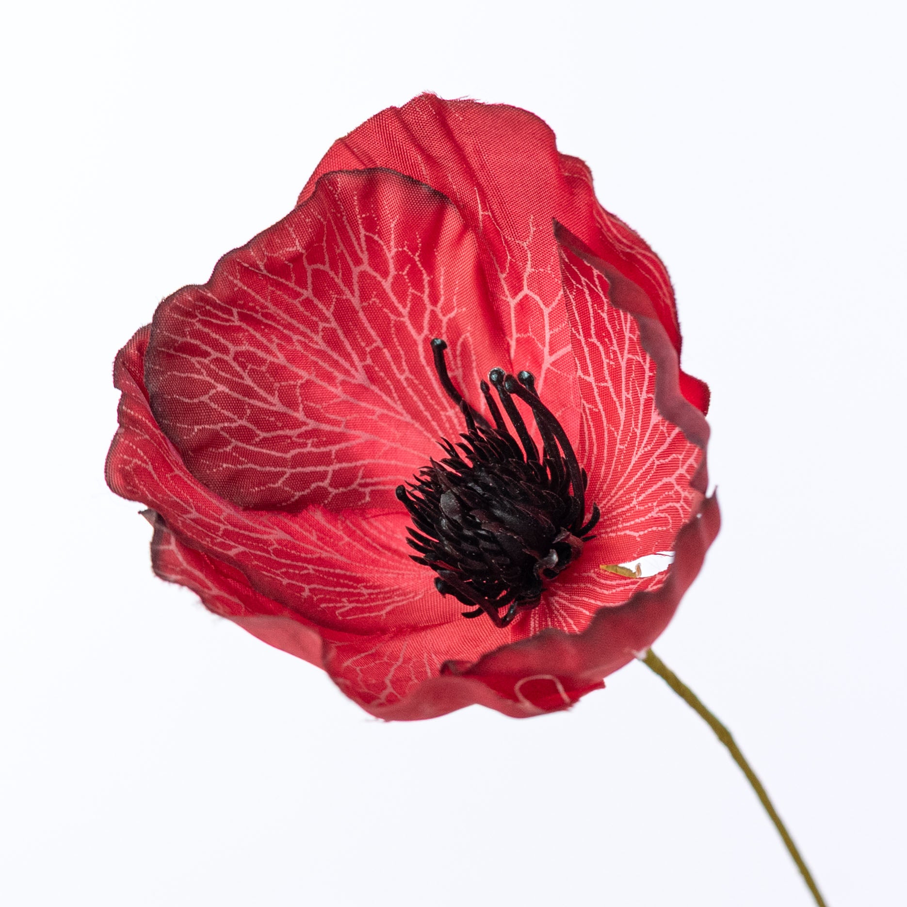 20" Mixed Fall Poppy Bush: Red