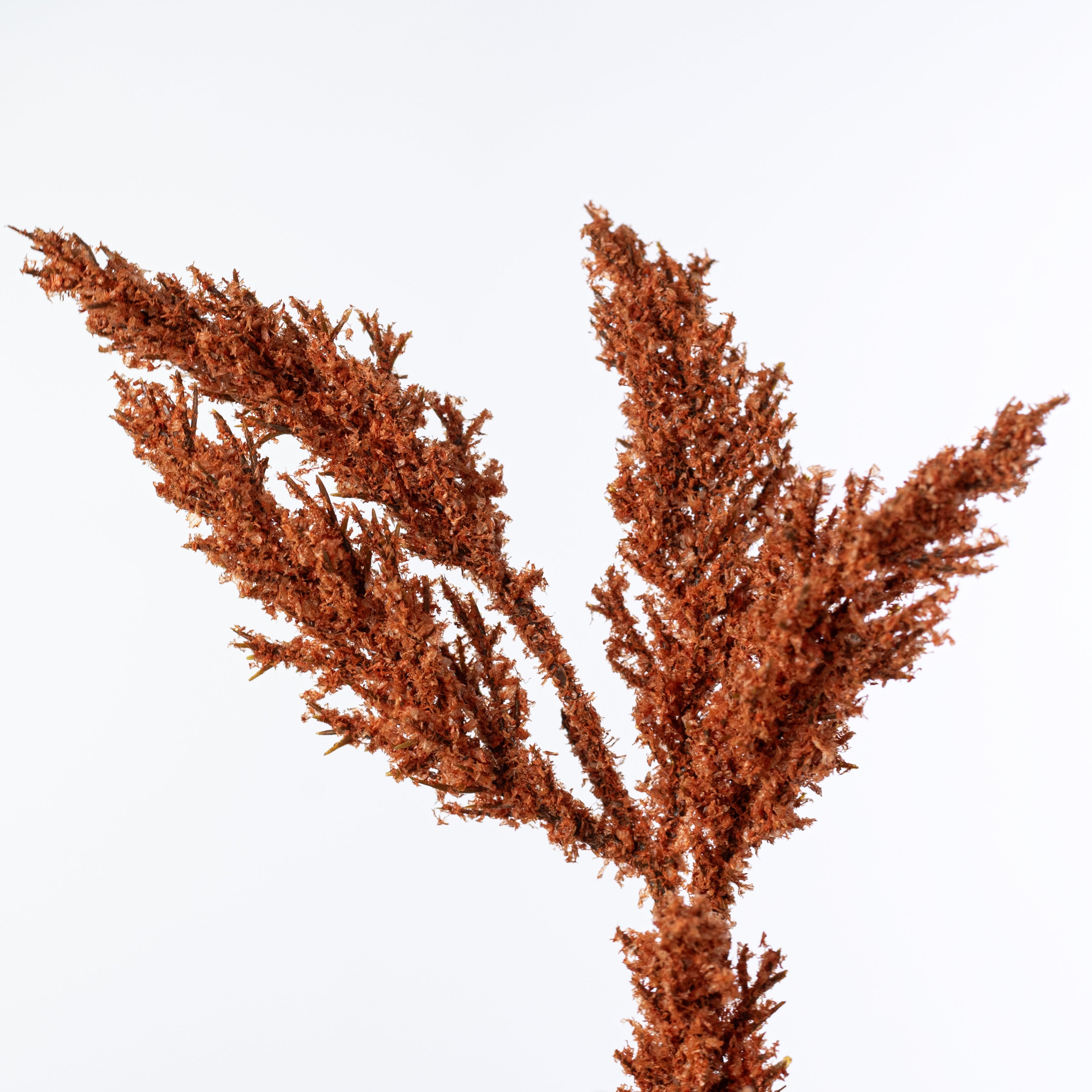 21" Feather Reed Bush: Rust Orange (5 Stem)