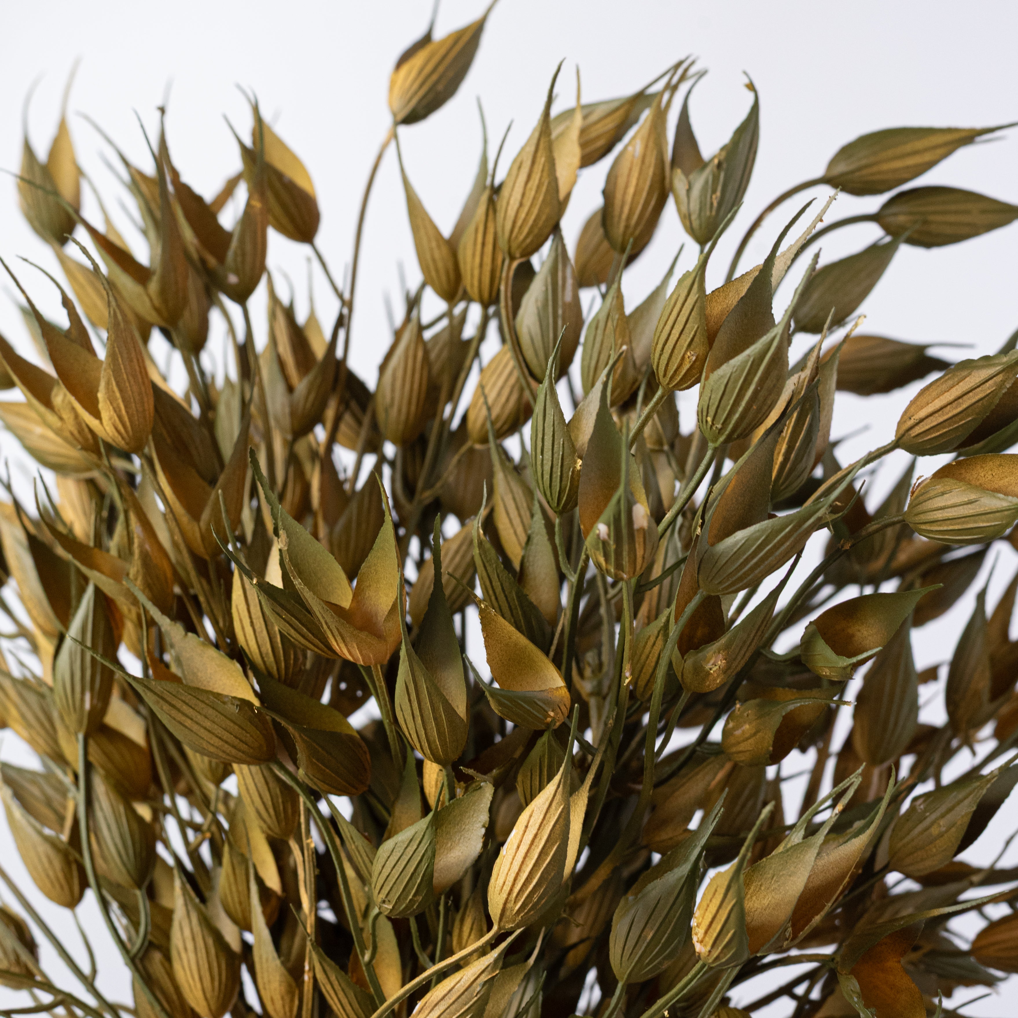 16" Plastic Bearded Wheat Grass Bundle: Sage Green