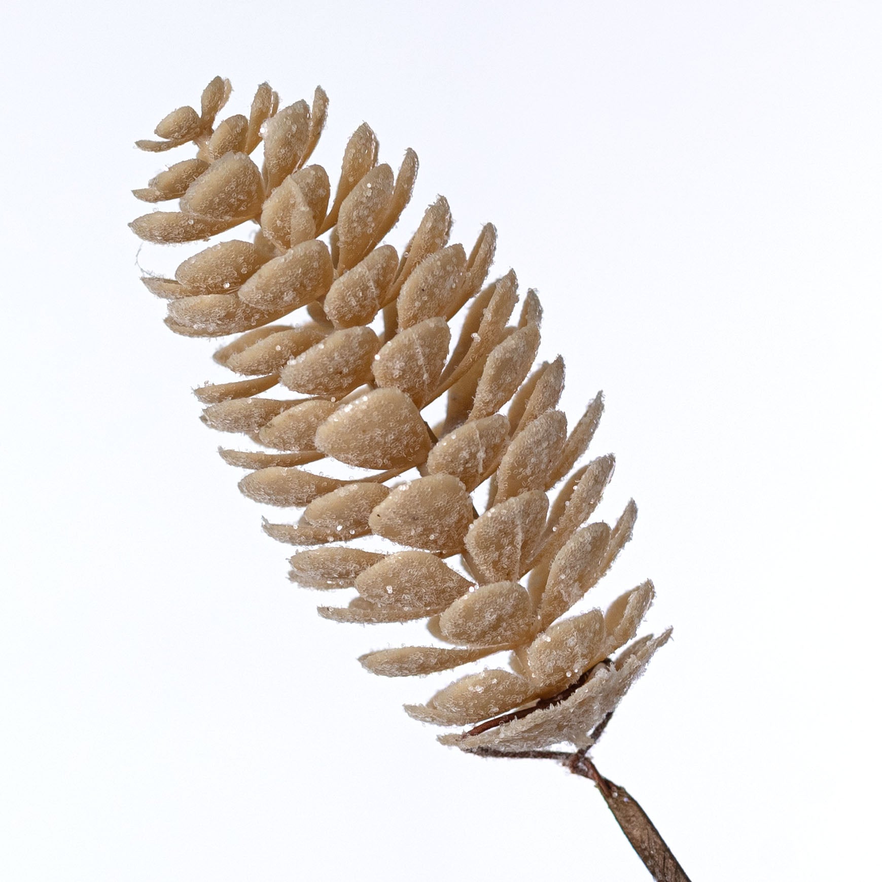 28" Mixed Pinecones Spray: Frosted Natural