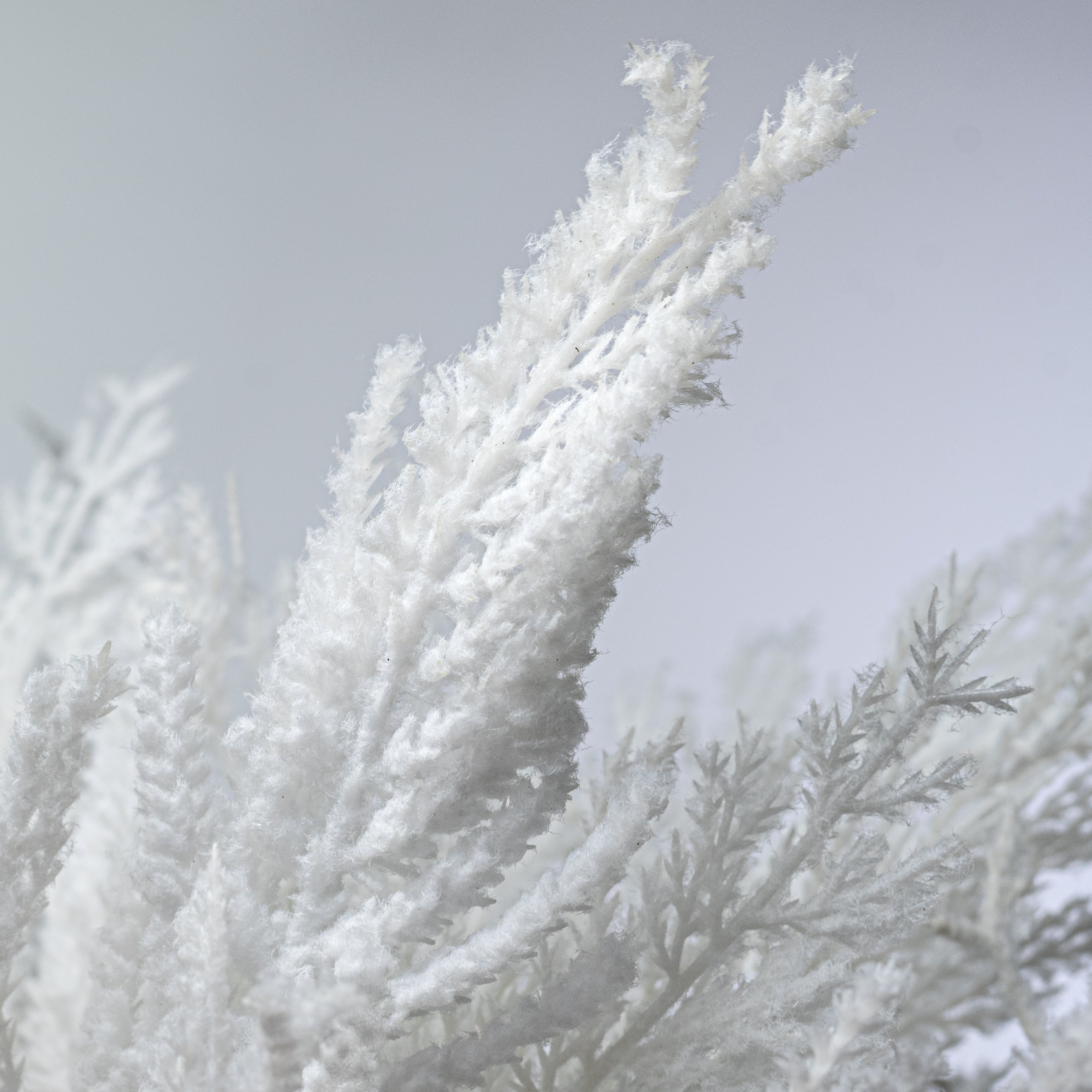 19" Snowy Cedar Bundle: Flocked White (5 Stems)