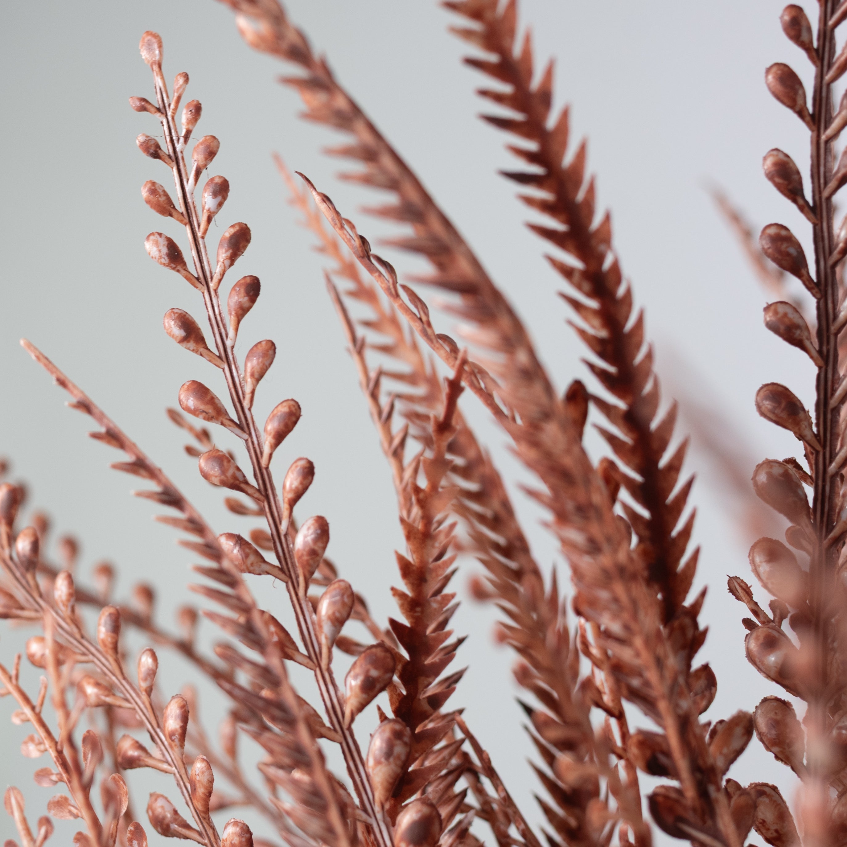 17" Button Sword Fern Bush: White Wash Rust