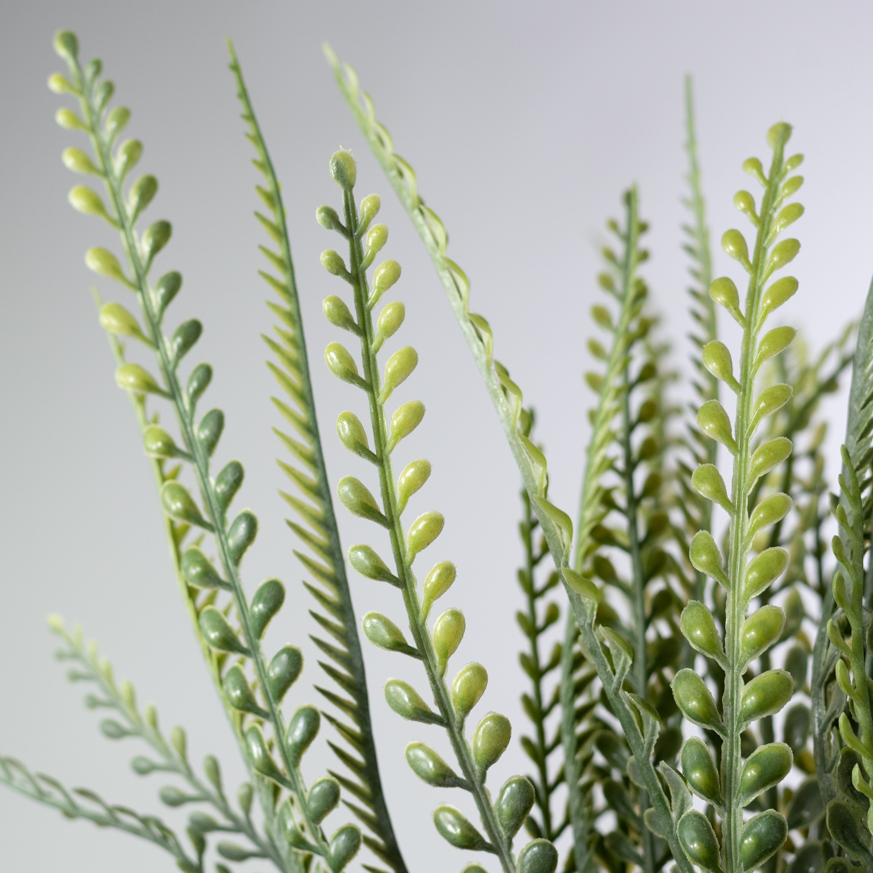 17" Button Sword Fern Bush: Two Tone Fresh Green