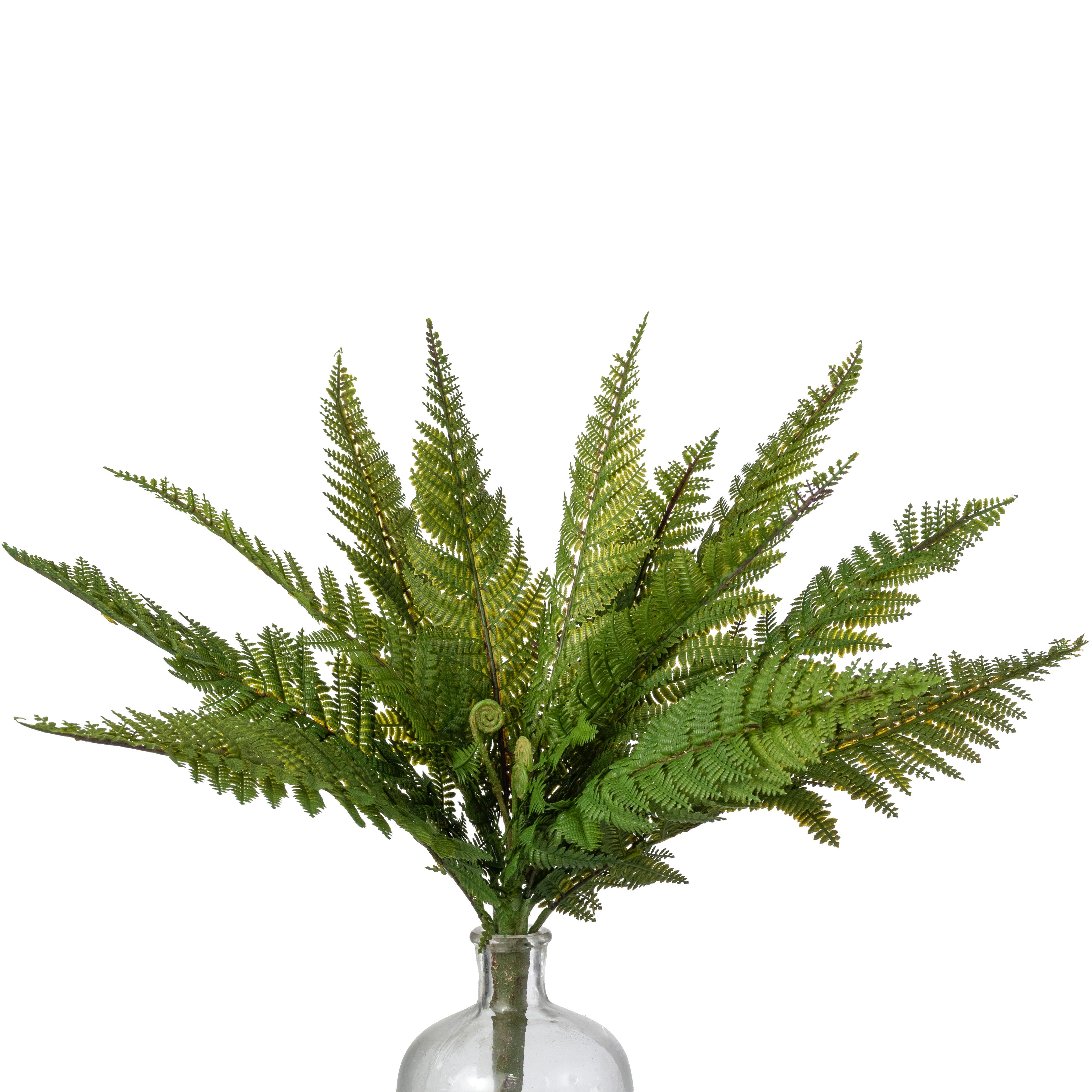 13" Totara Fern Bush: Variegated Green