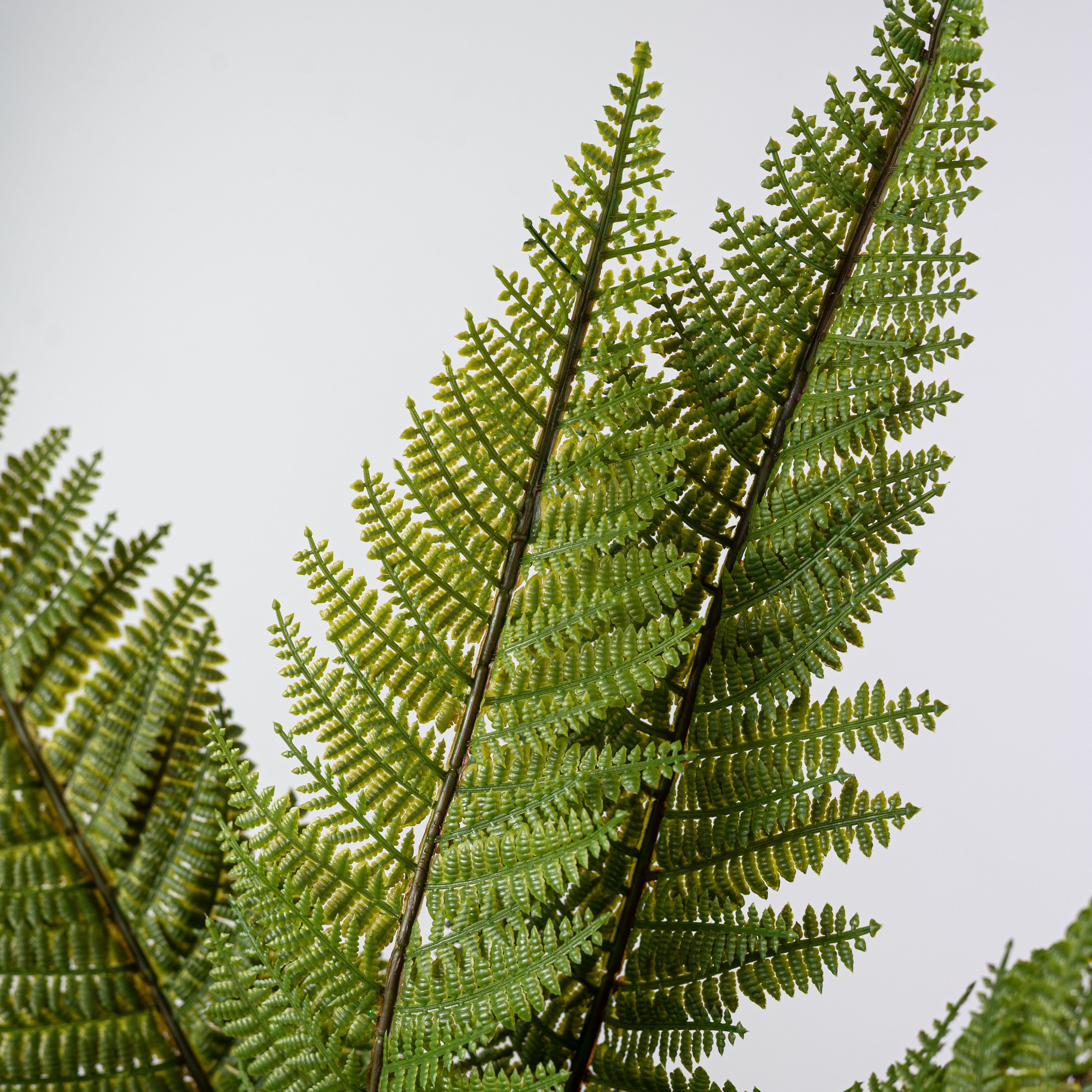 13" Totara Fern Bush: Variegated Green