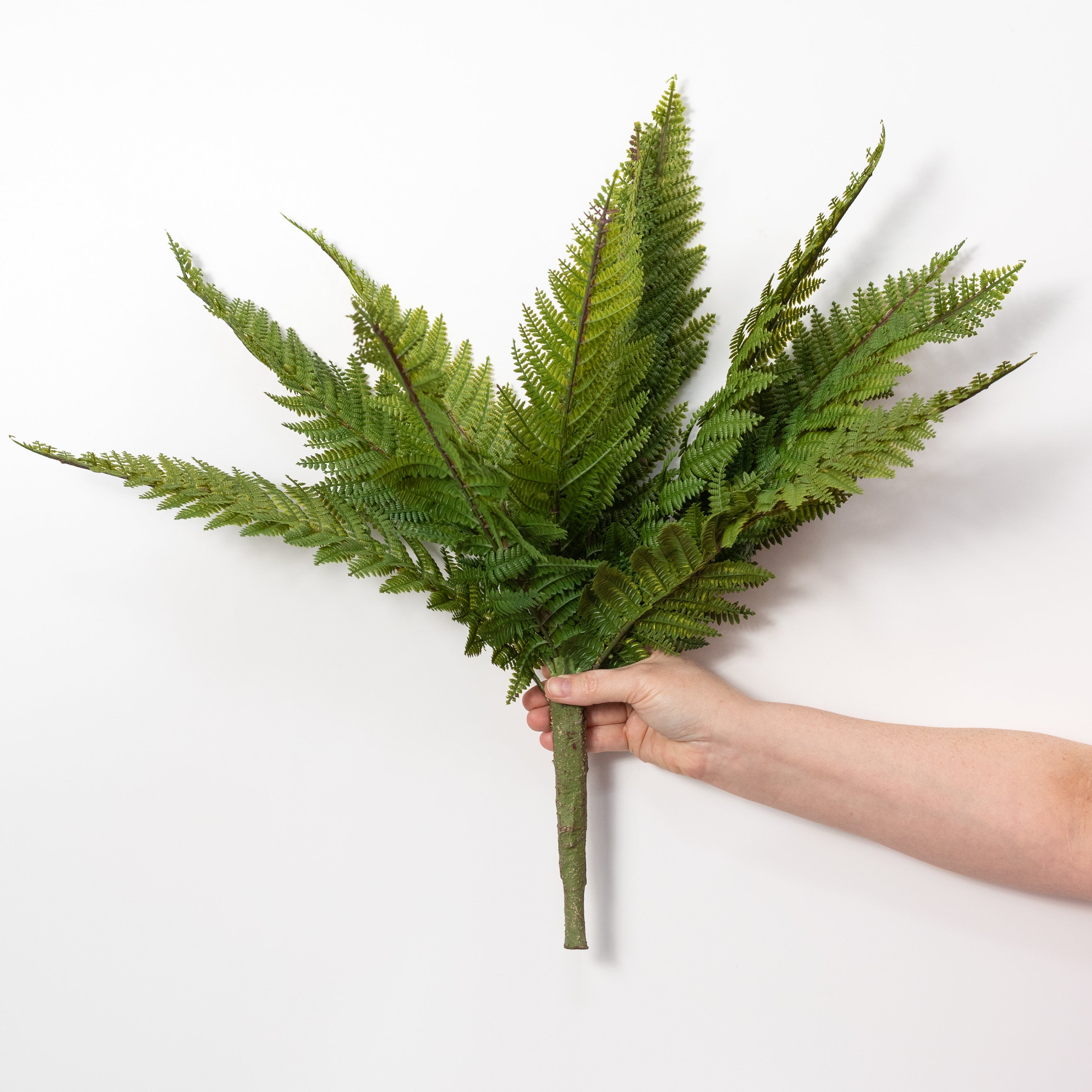 13" Totara Fern Bush: Variegated Green