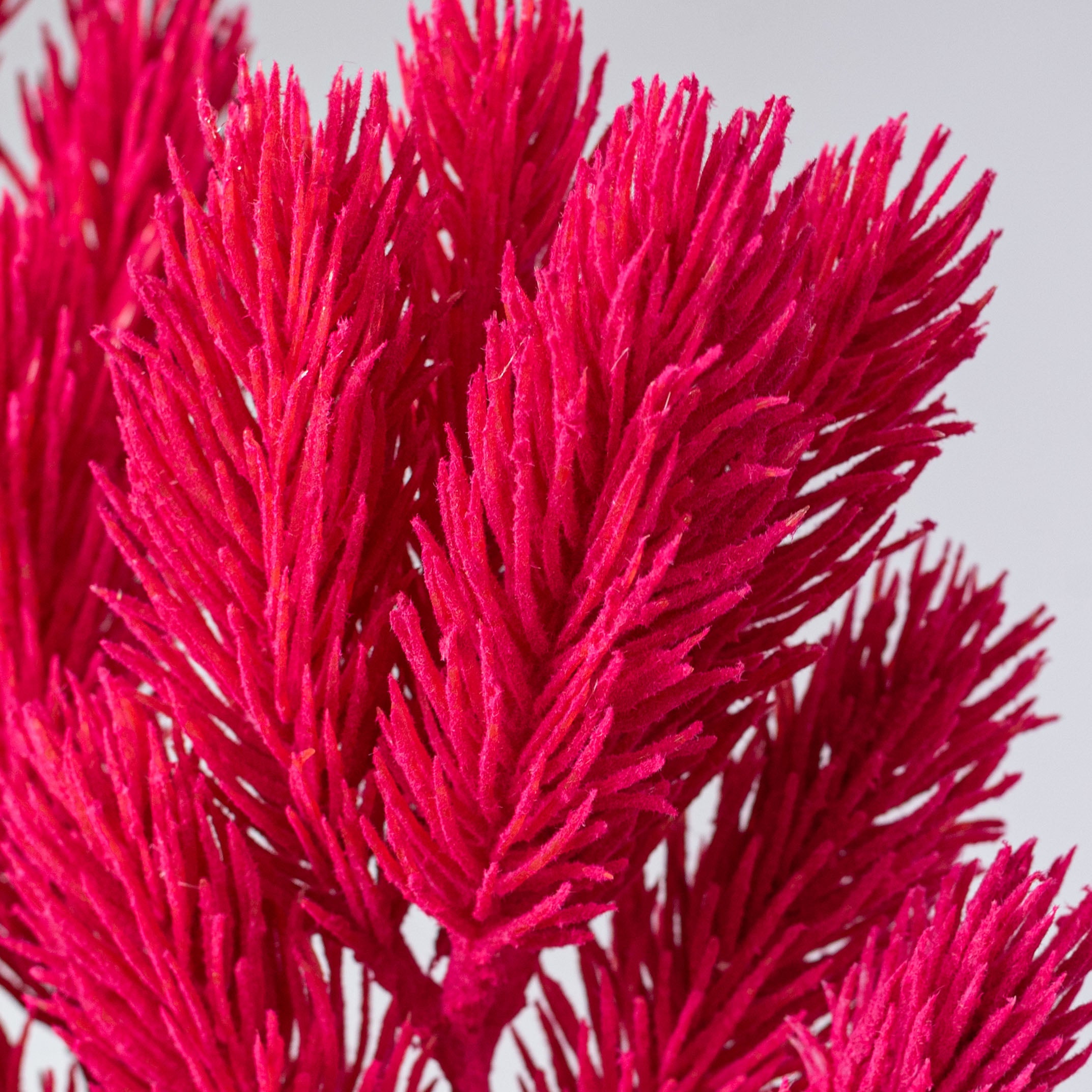 25" Flocked Noble Fir Spray: Hot Pink