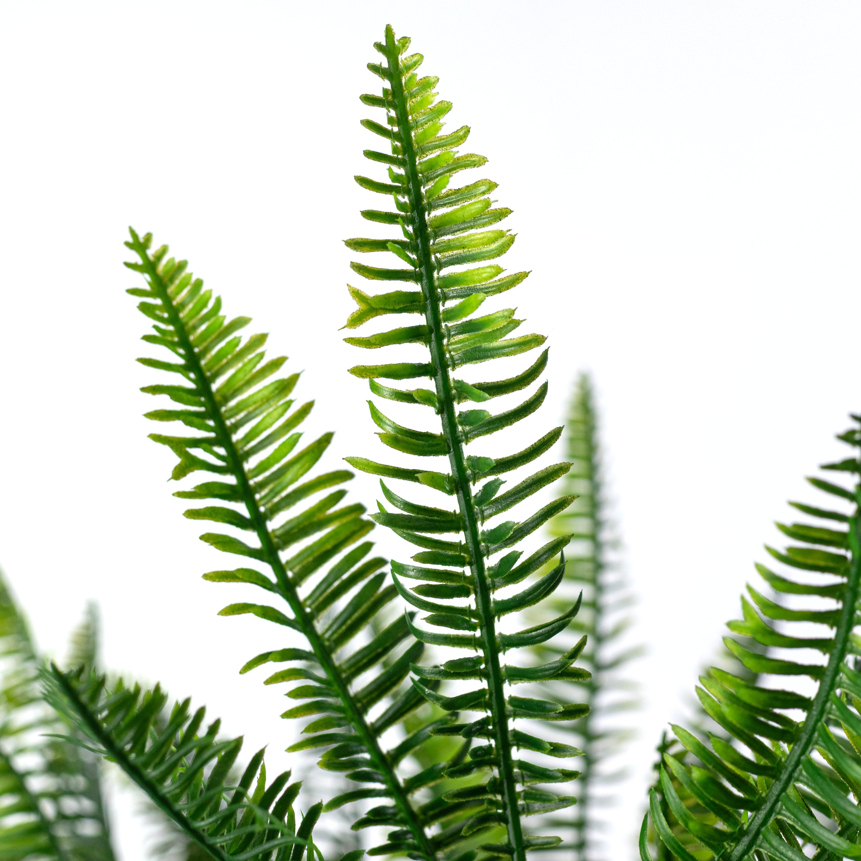 21" Soft Touch Abies Fir Bush (7 Stem)