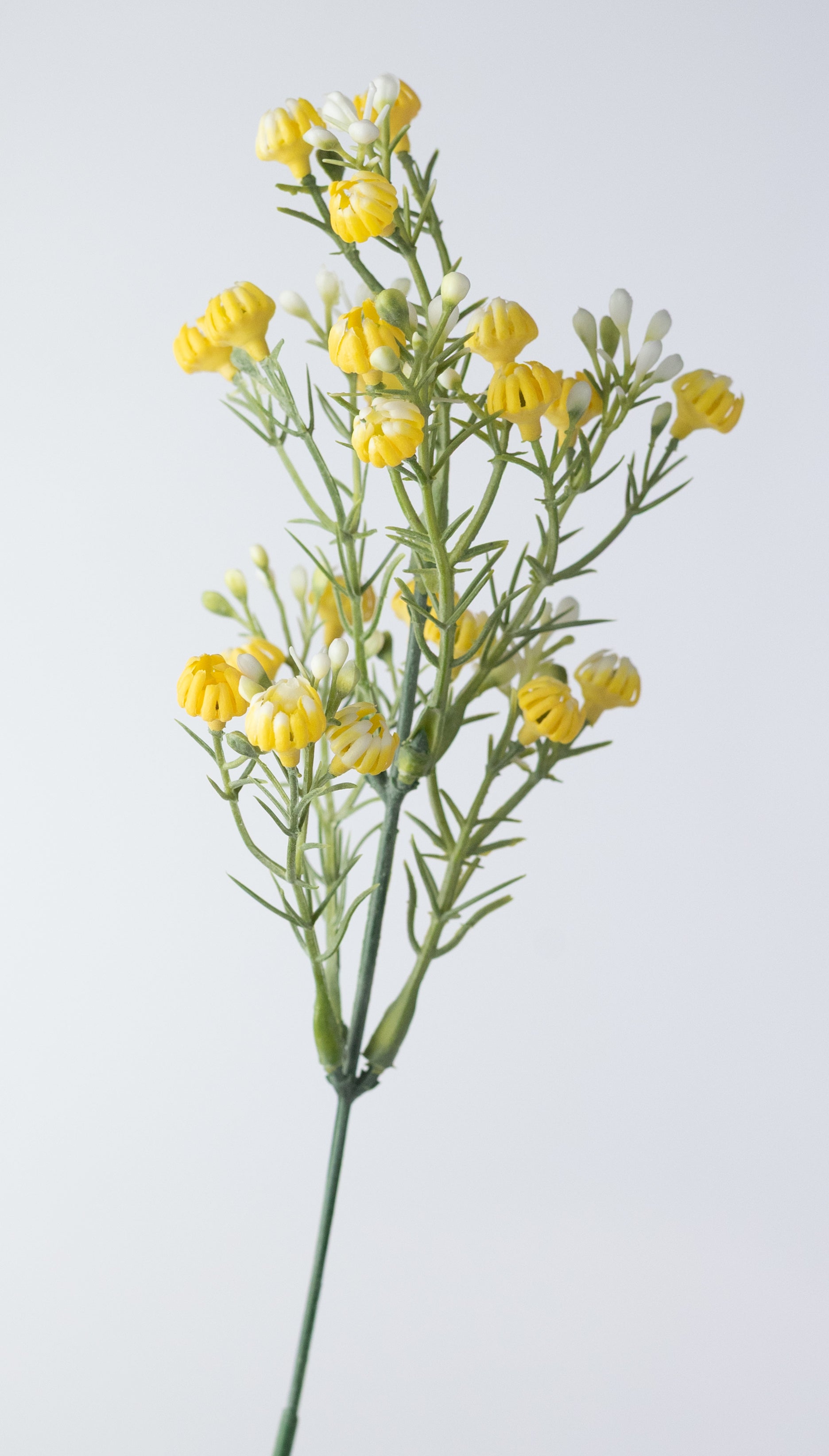 13" Closed Baby's Breath Gypsophila Bush: Yellow